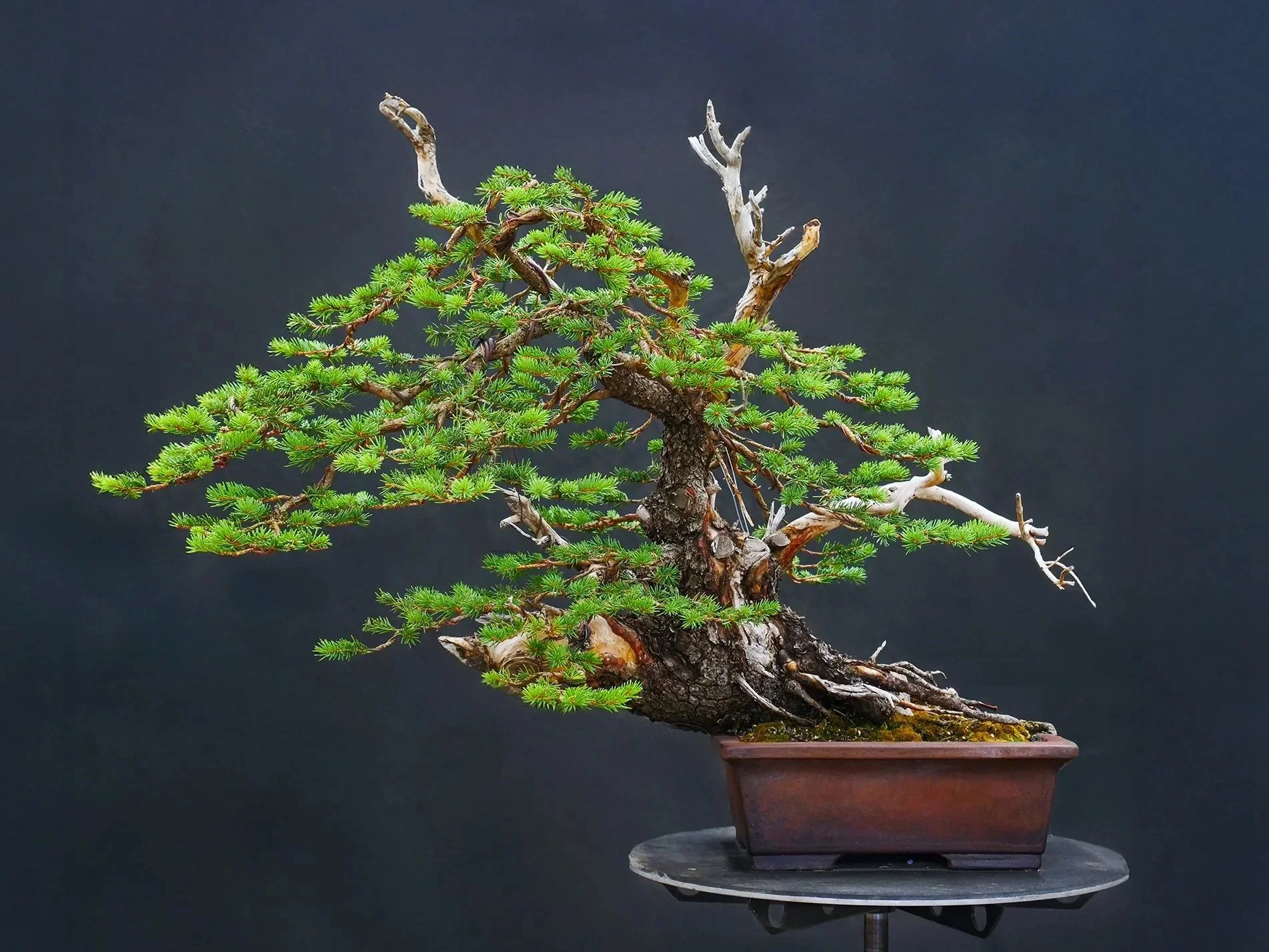 Colorado Blue Spruce