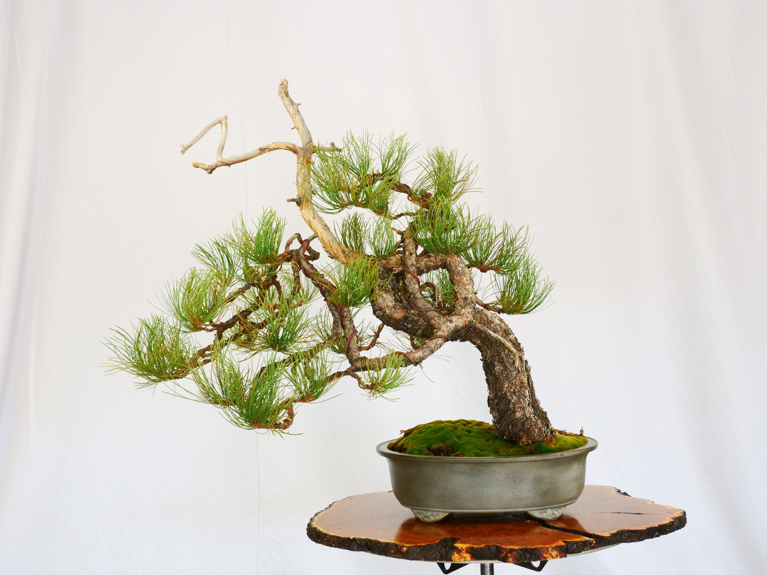 P1100769-2.jpg