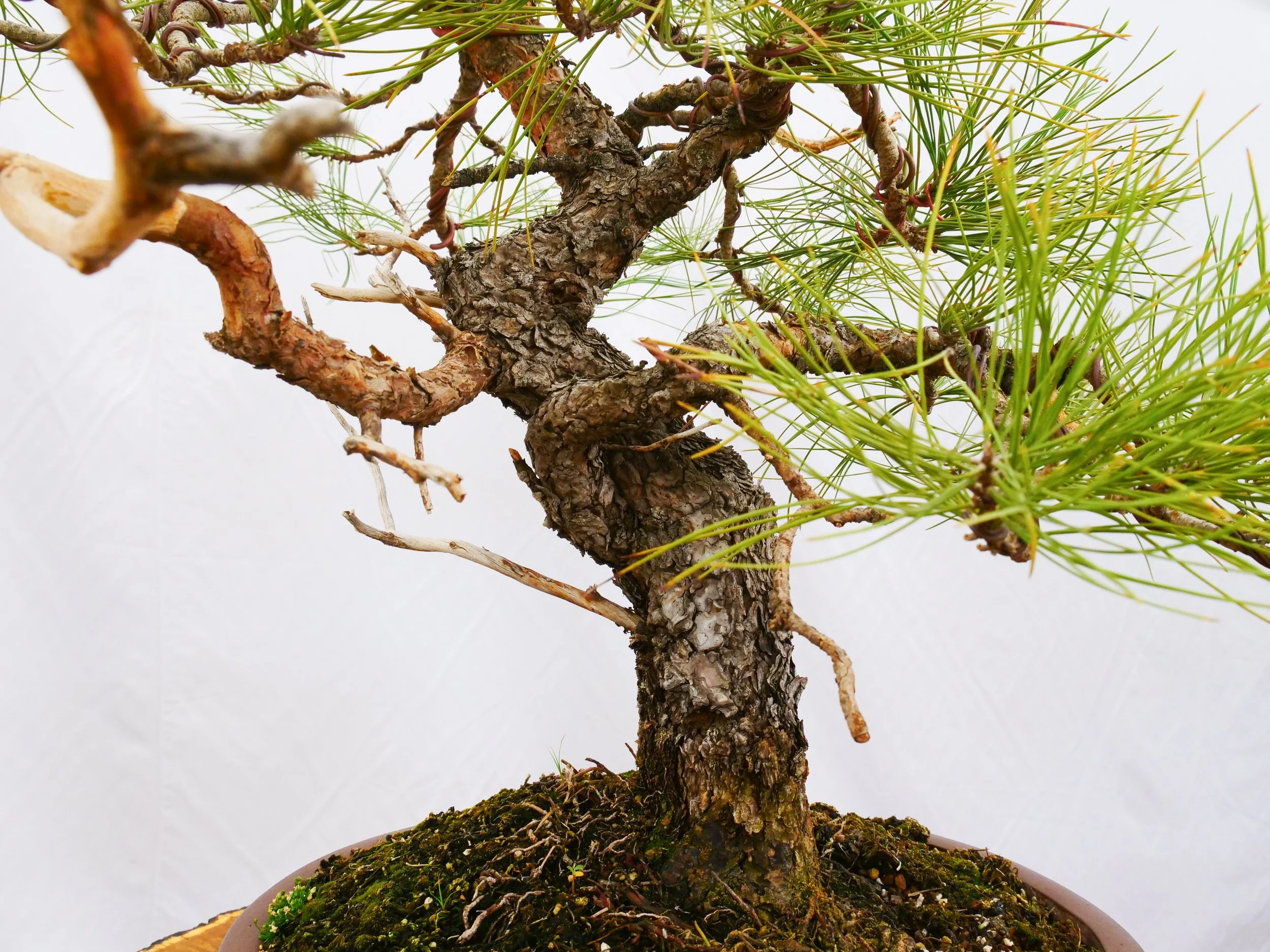 P1111049-2.jpg