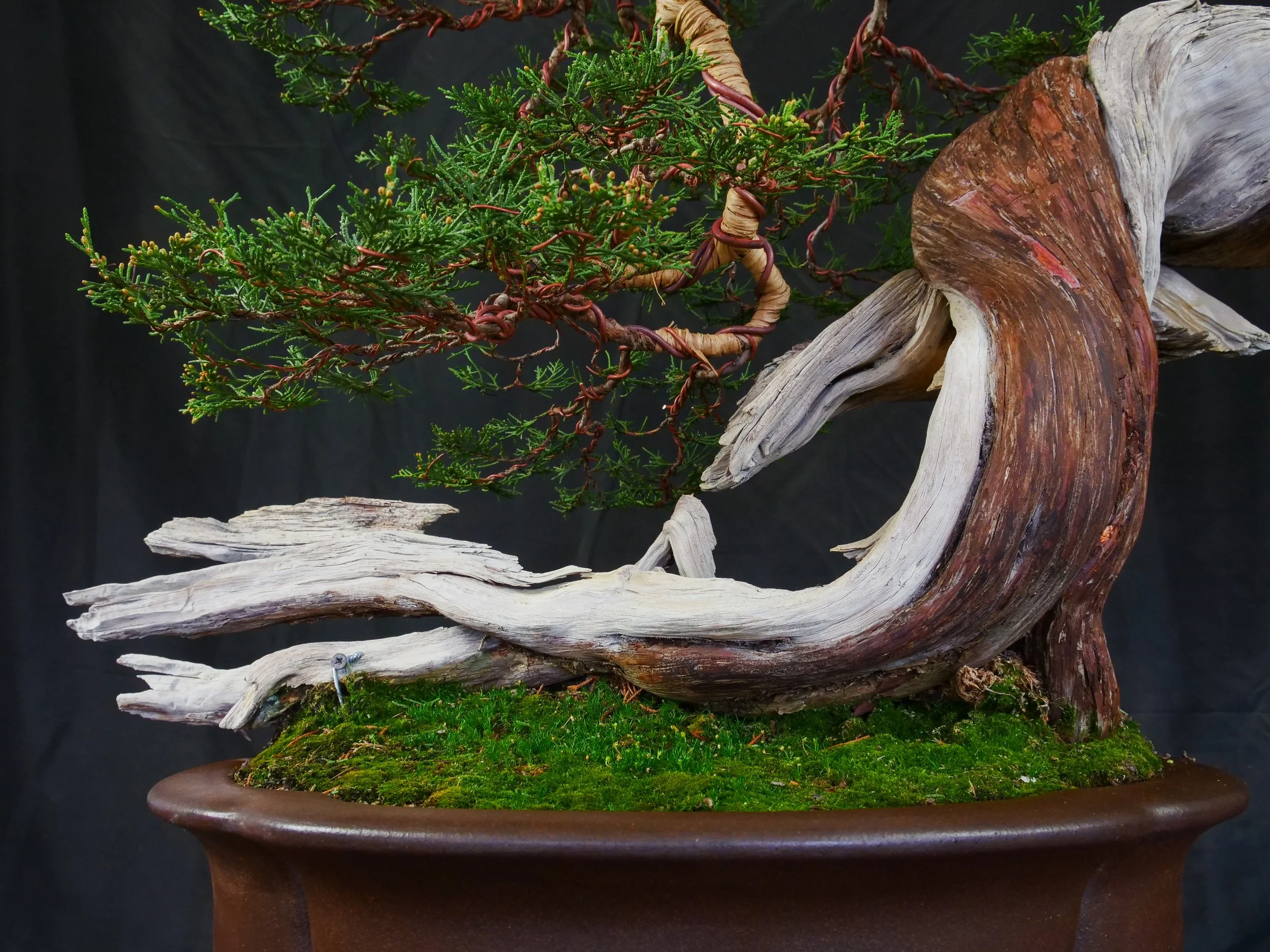Rocky Mountain Juniper
