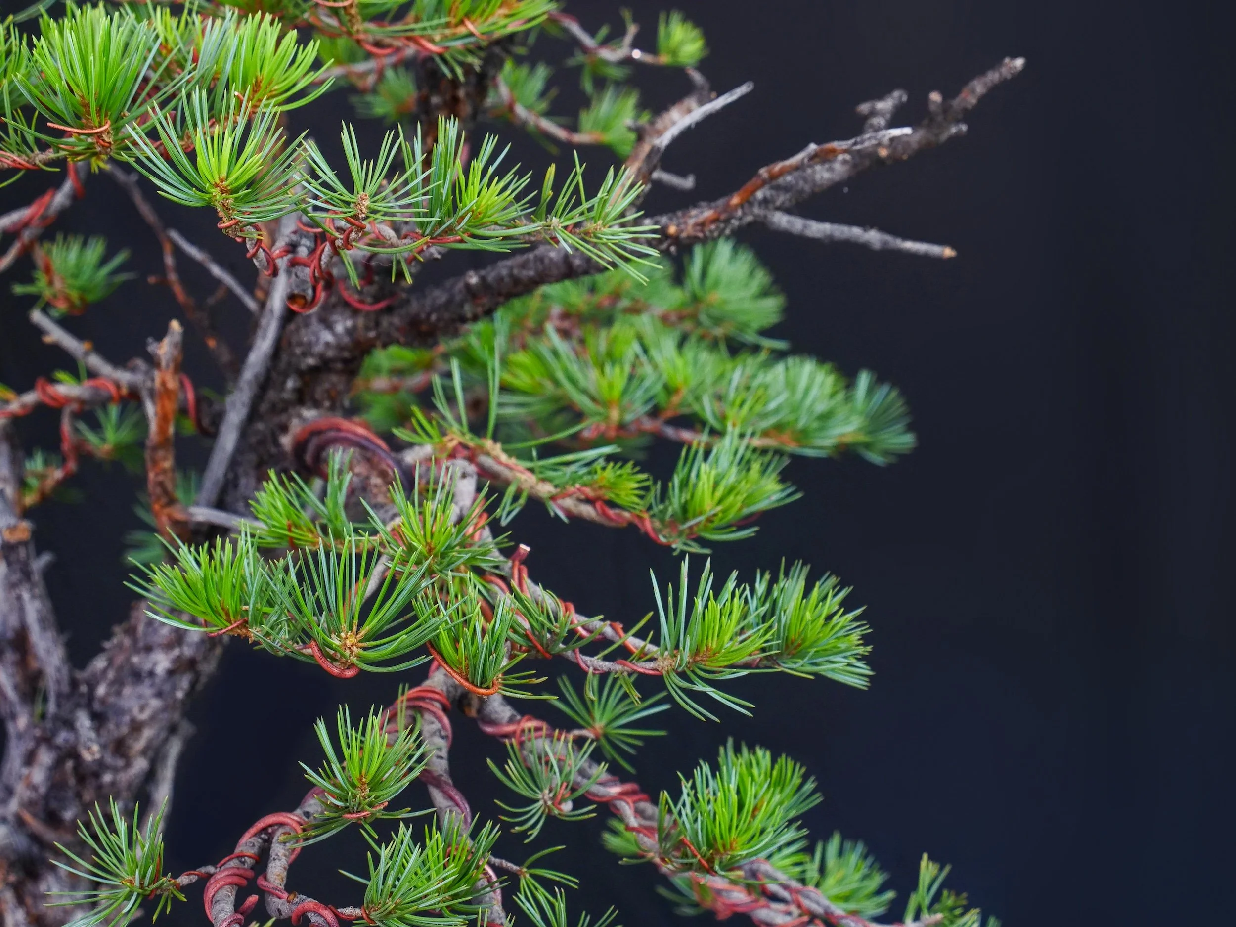 Pinyon Pine