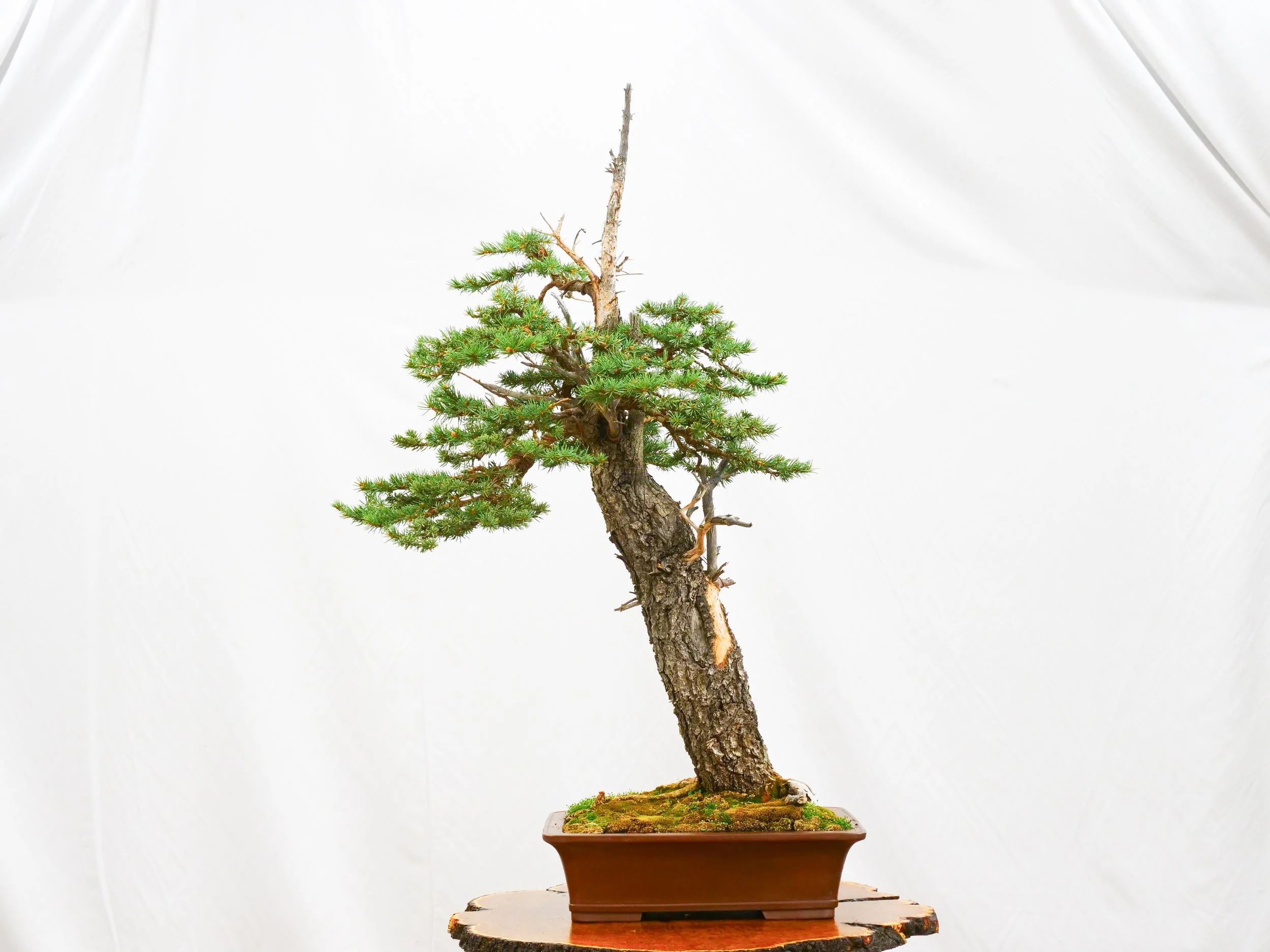 P1111072-2.jpg
