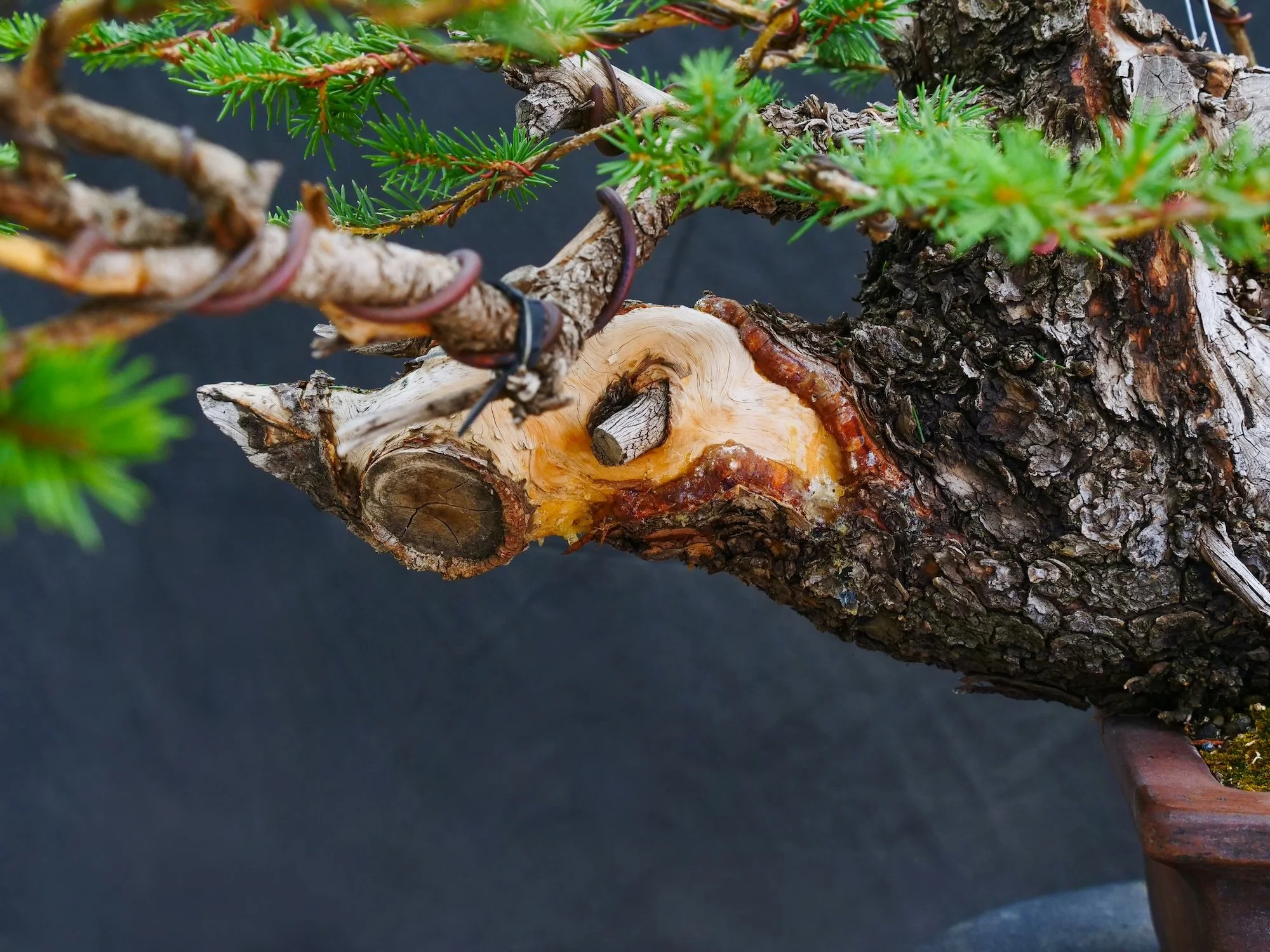 Colorado Blue Spruce