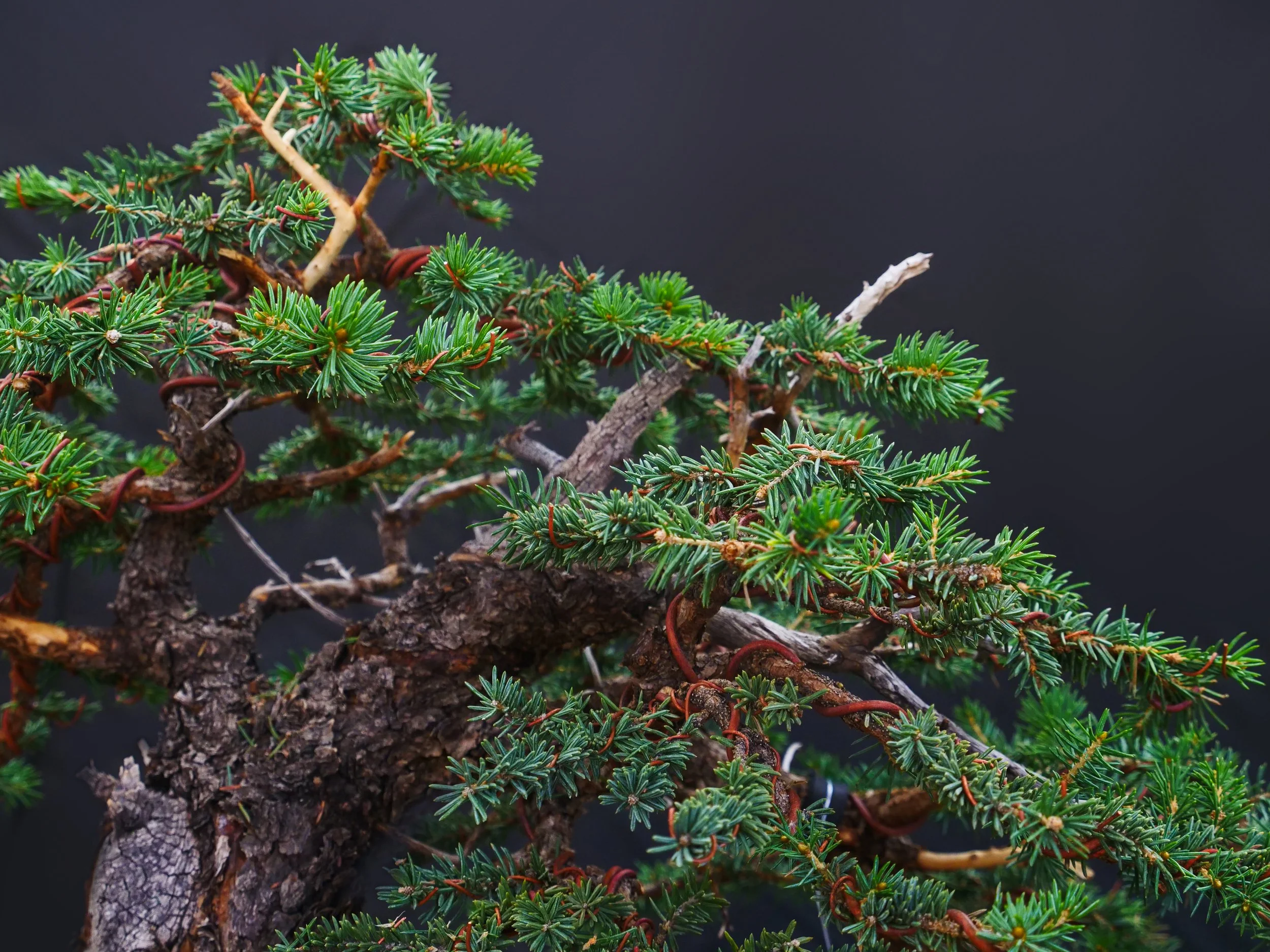 Colorado Blue Spruce
