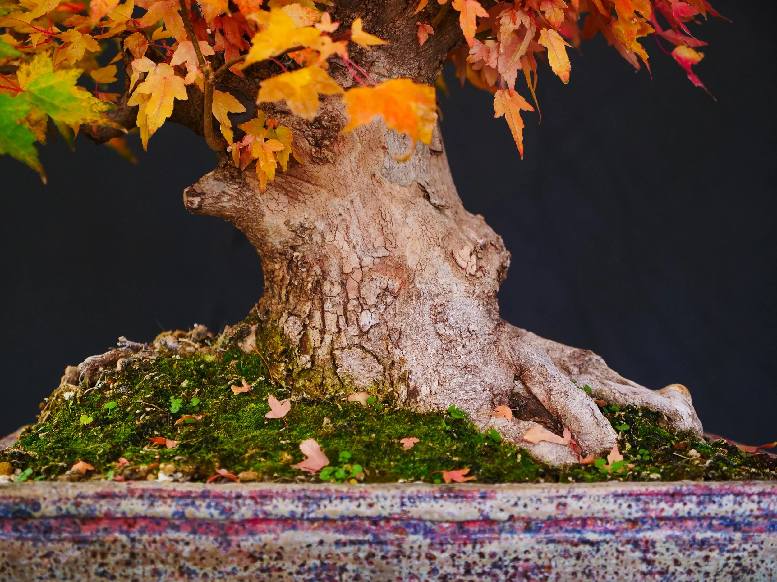 Trident Maple