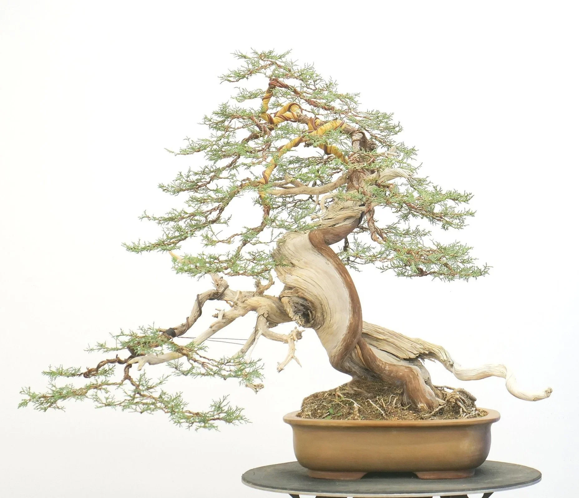 Bonsai Education — First Branch Bonsai
