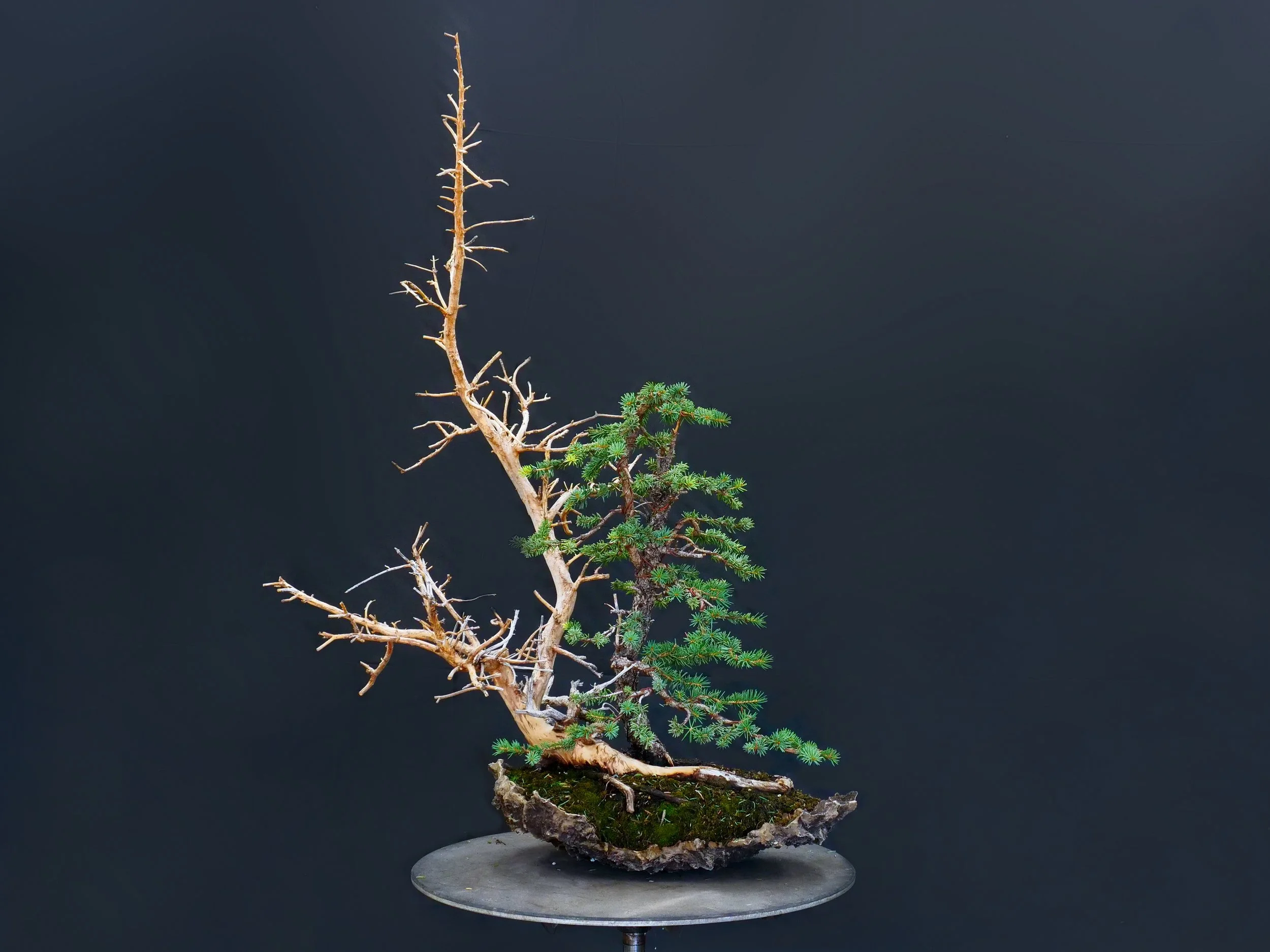 Colorado Blue Spruce