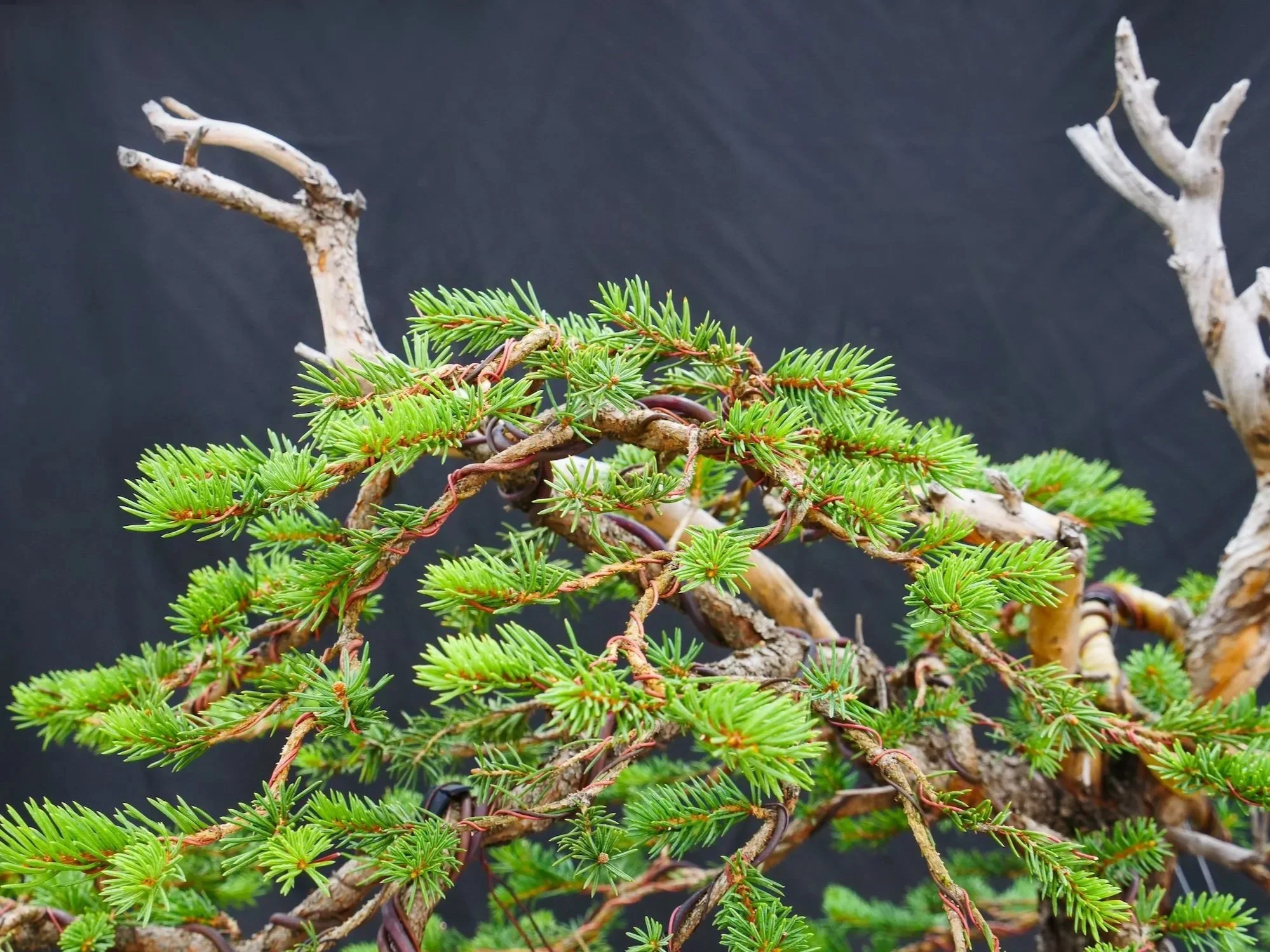 Colorado Blue Spruce