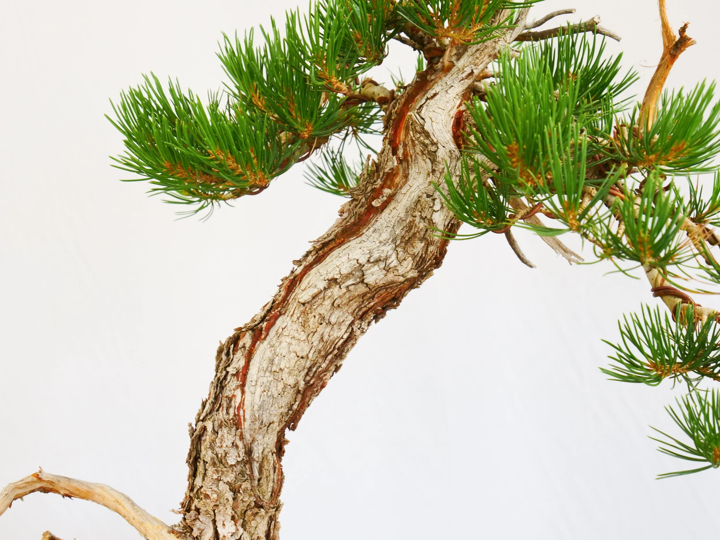 P1100731-2.jpg