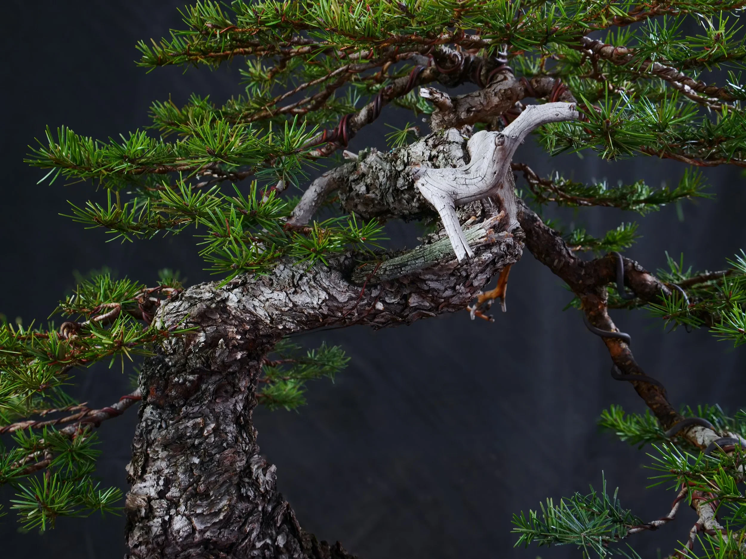 Douglas Fir 