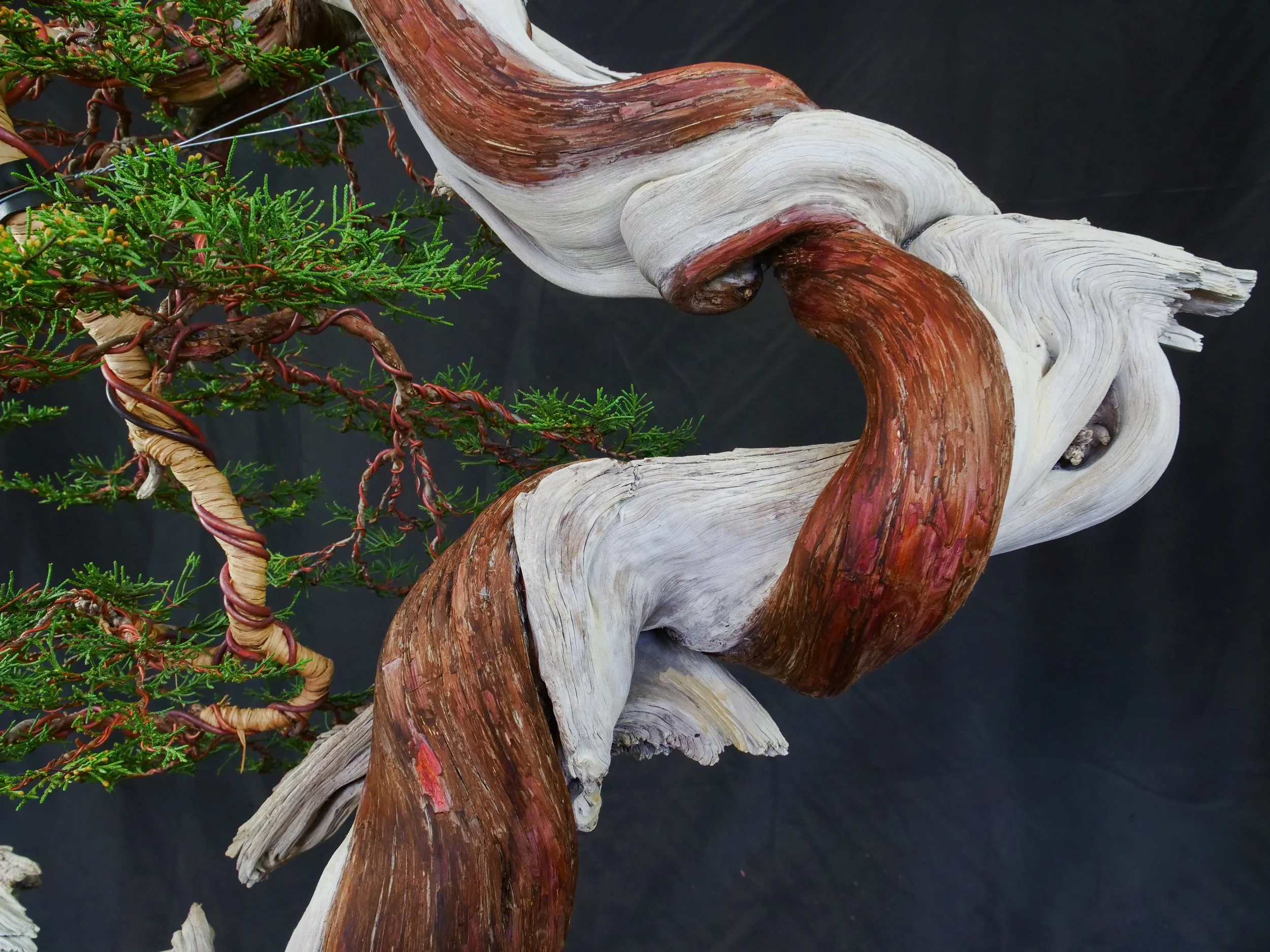 Rocky Mountain Juniper