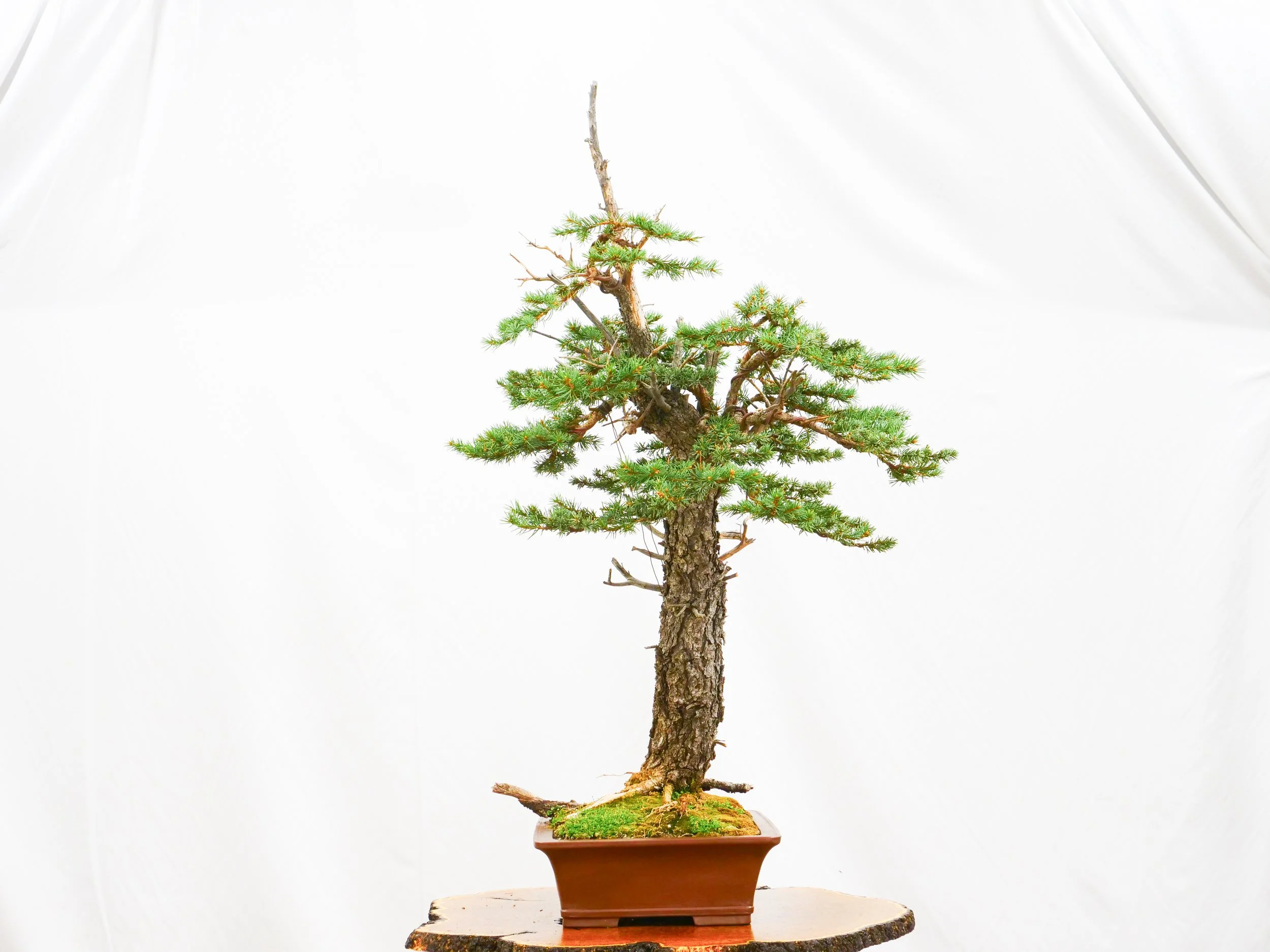 P1111066-2.jpg