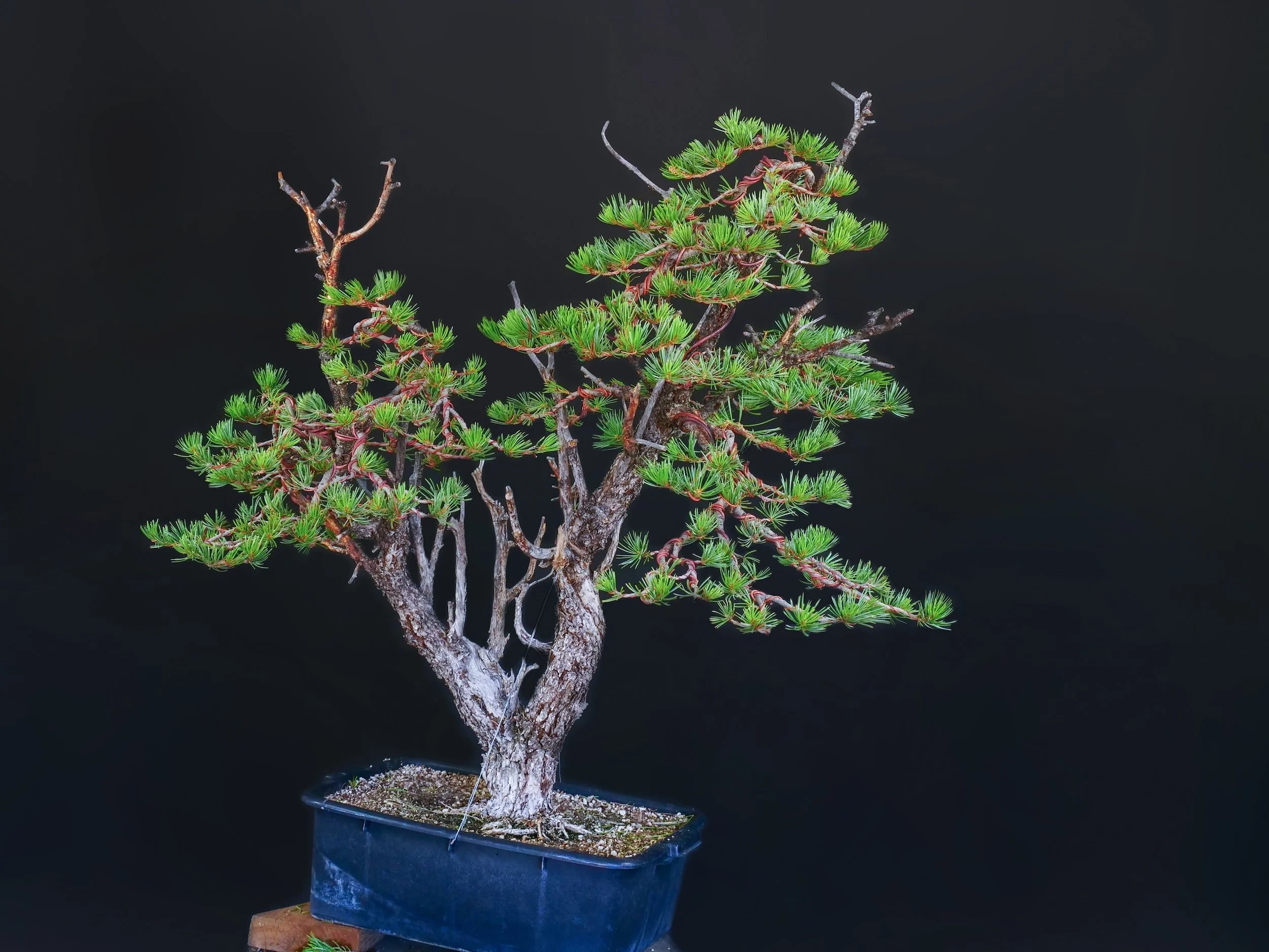 Pinyon Pine