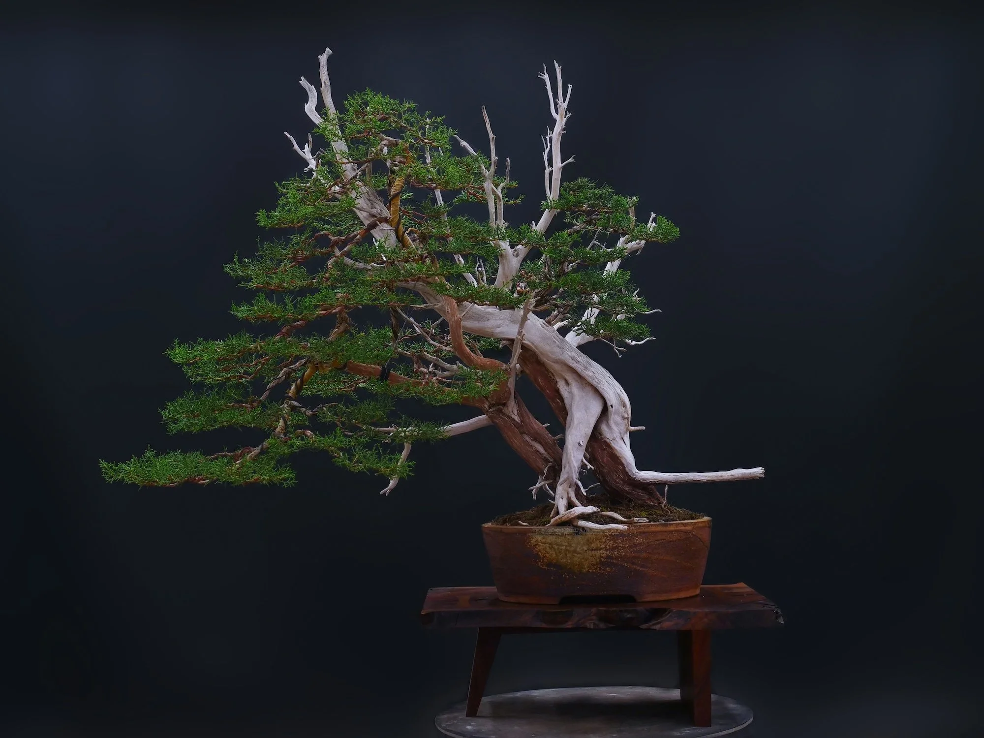One Seed Juniper Bonsai