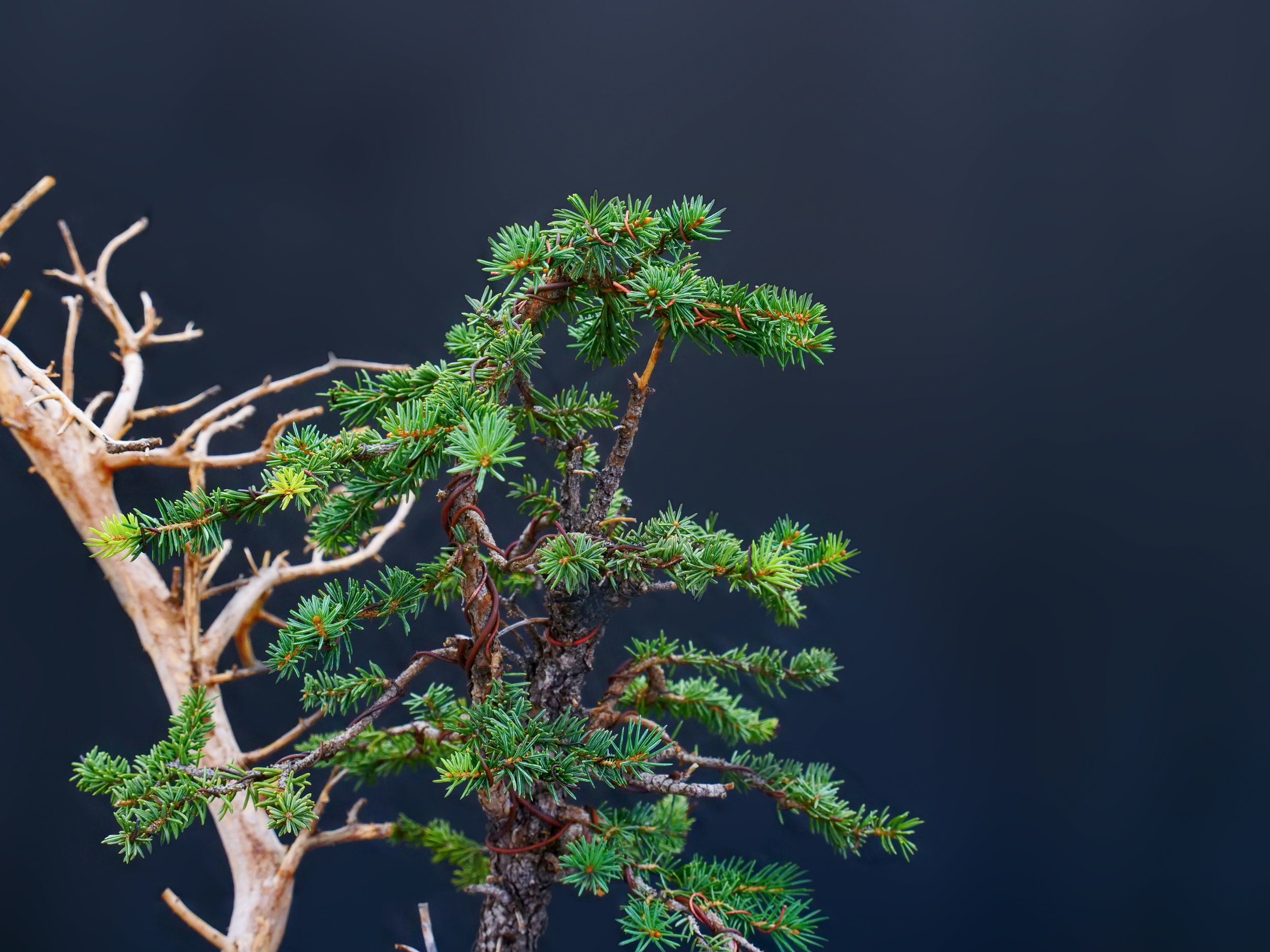 Colorado Blue Spruce
