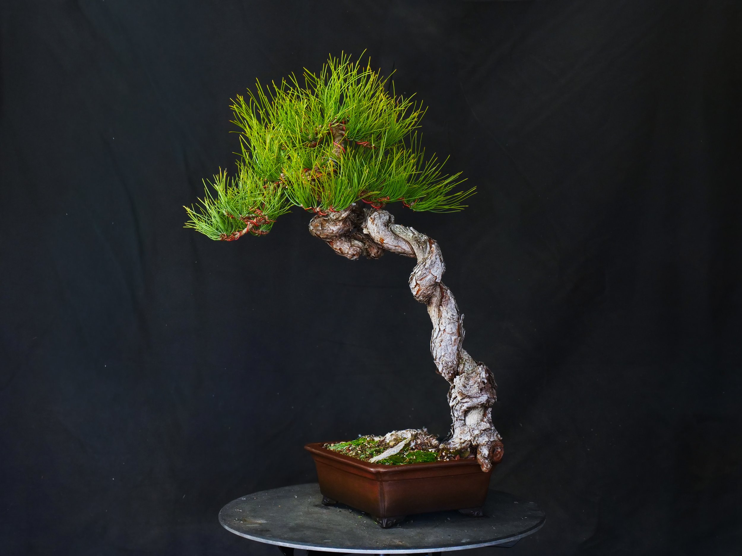 Ponderosa Pine