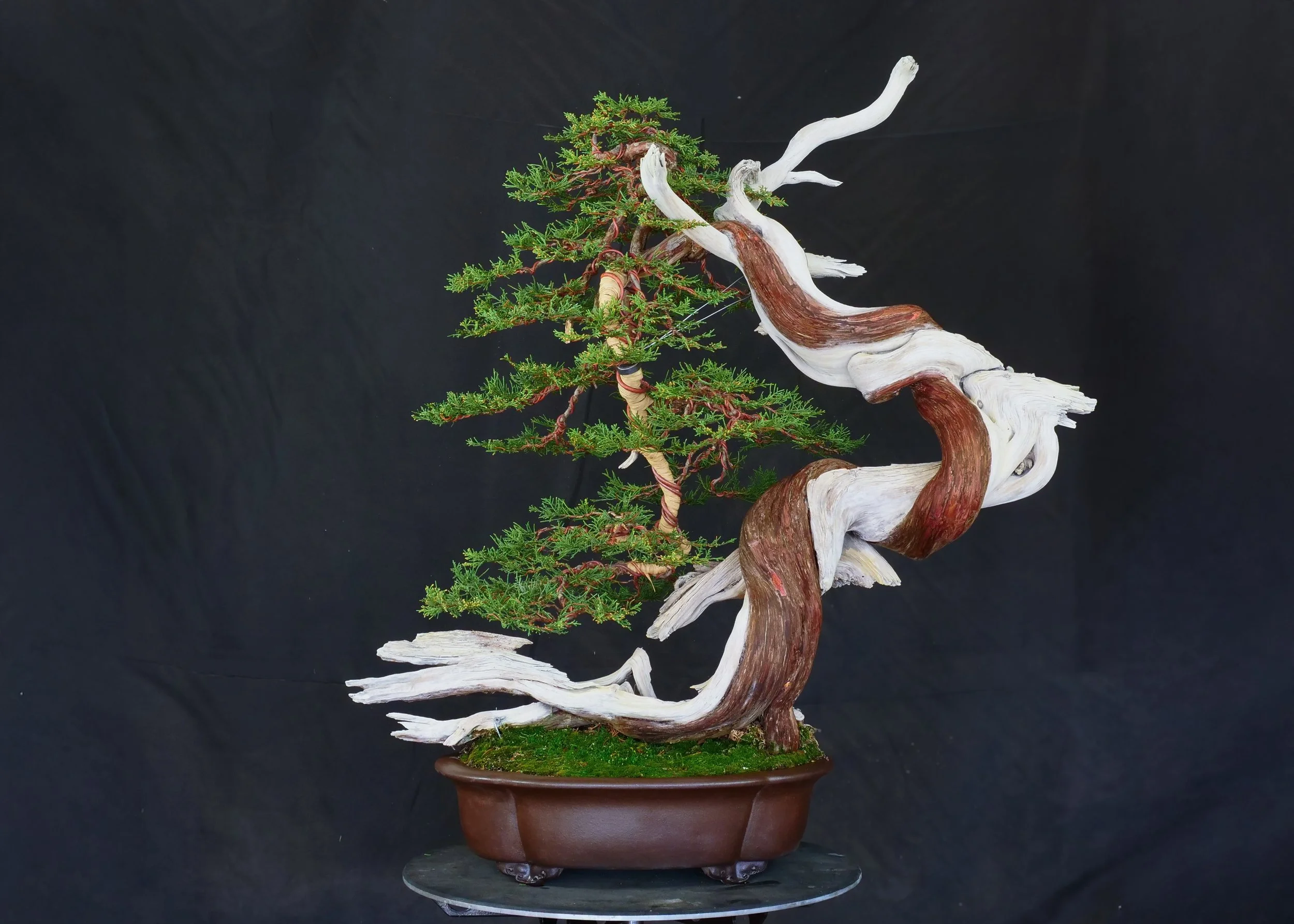 Colorado Blue Spruce