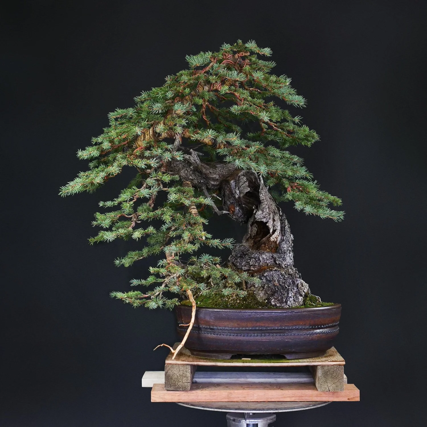 Colorado Blue Spruce
