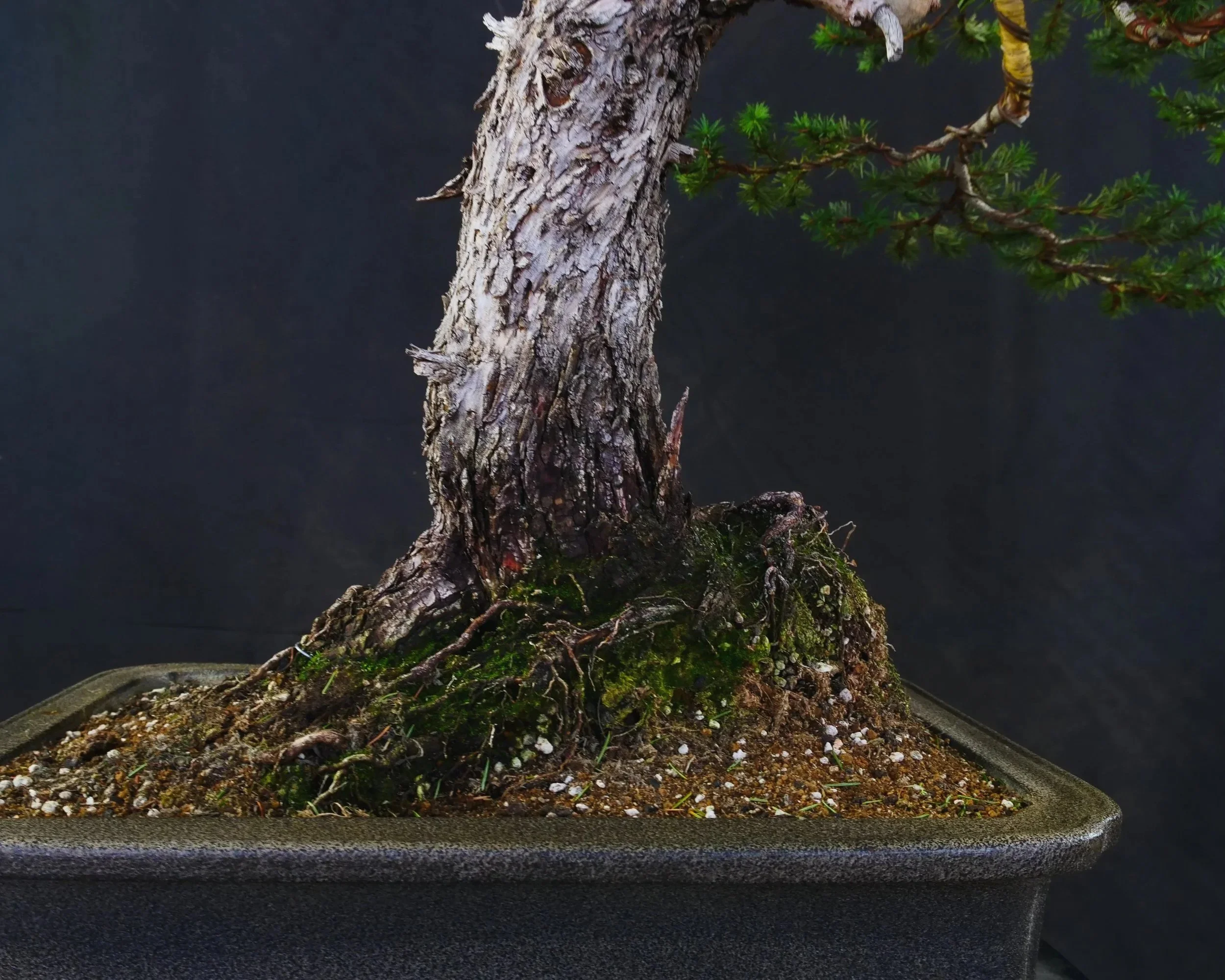 Douglas Fir