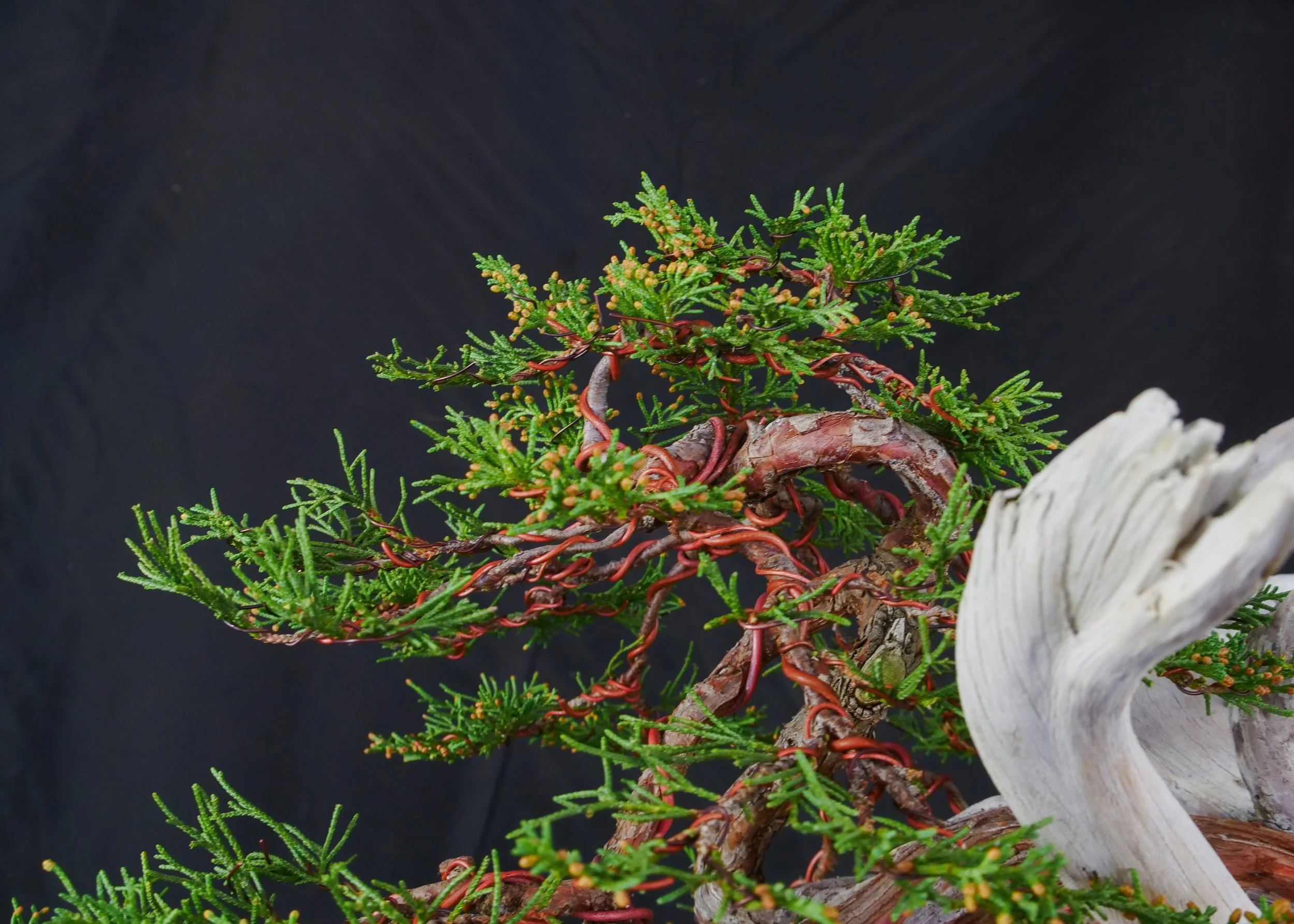 Rocky Mountain Juniper