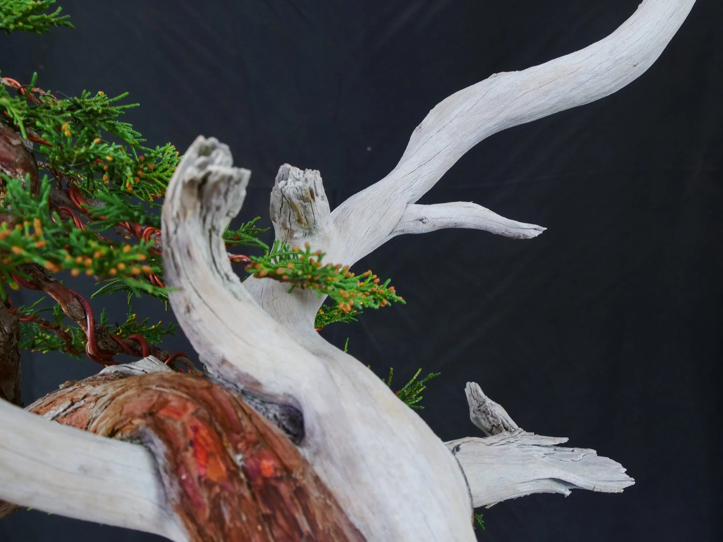 Rocky Mountain Juniper