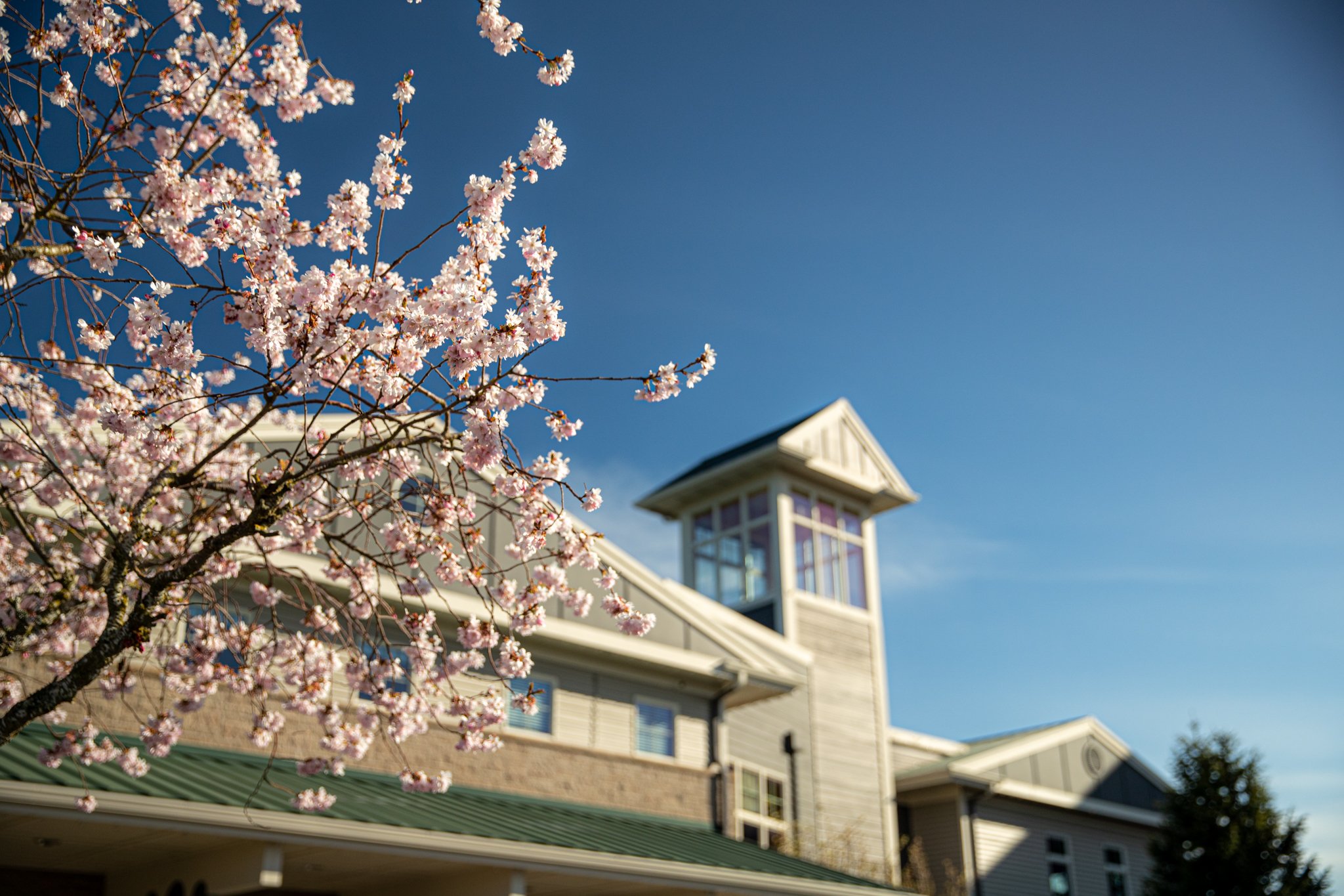 2023_Cherry Blossoms-11.jpg