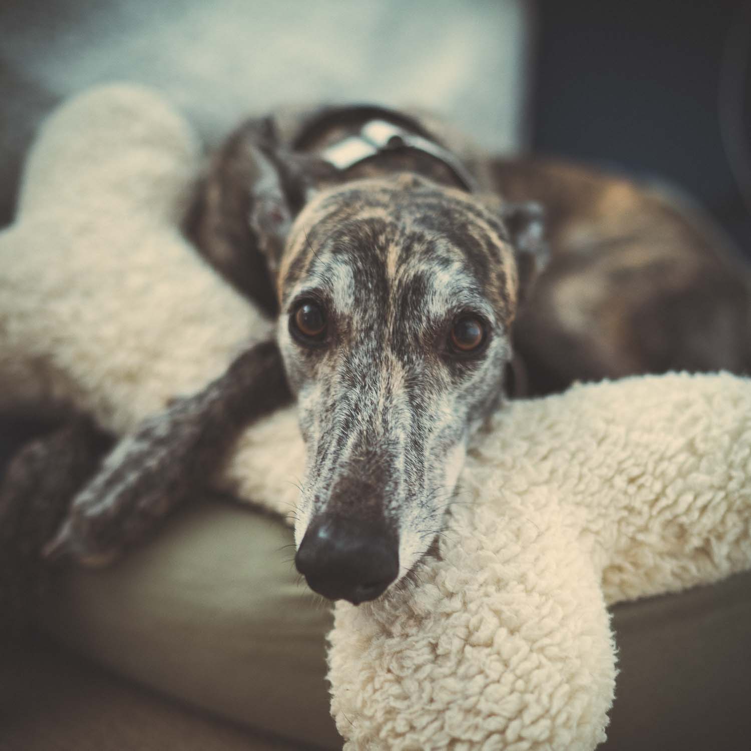 Sony a7R II with Sony FE 35mm F1.4. 1/250 ƒ/1.6 ISO 800.