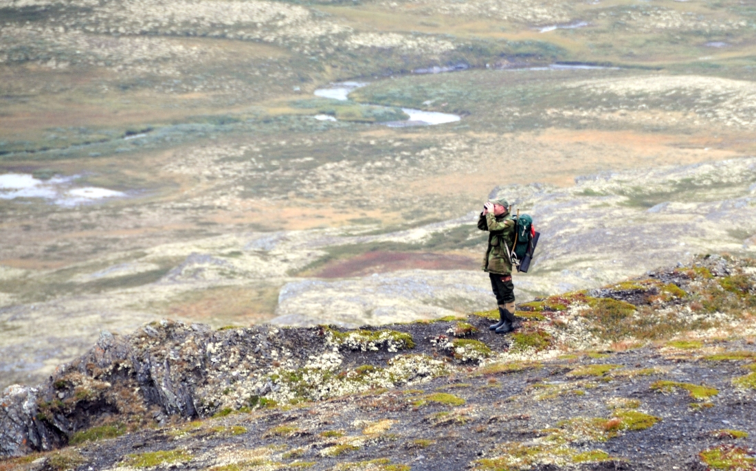 Chasse au caribou