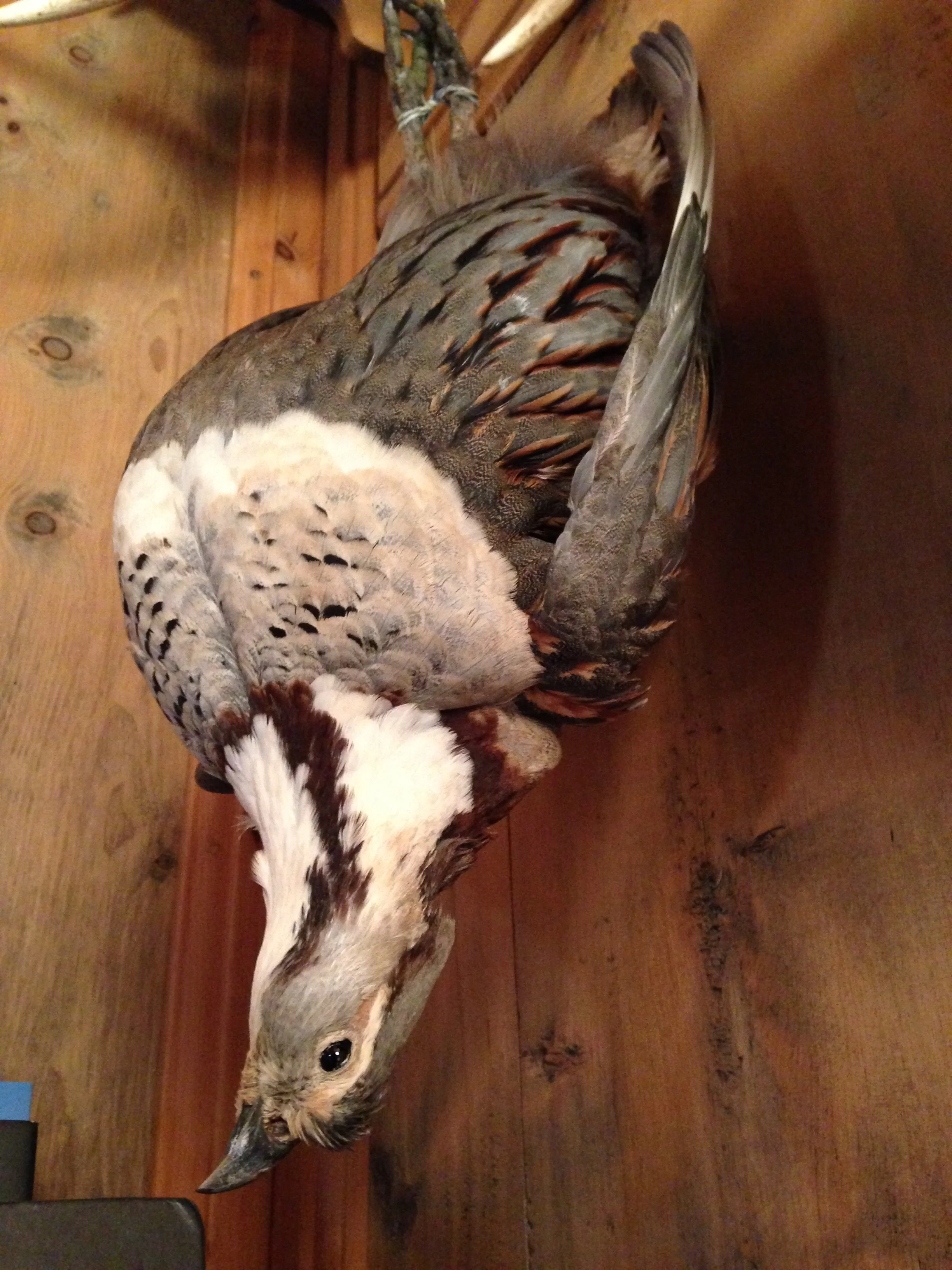 tétraogalle de l'Himalaya