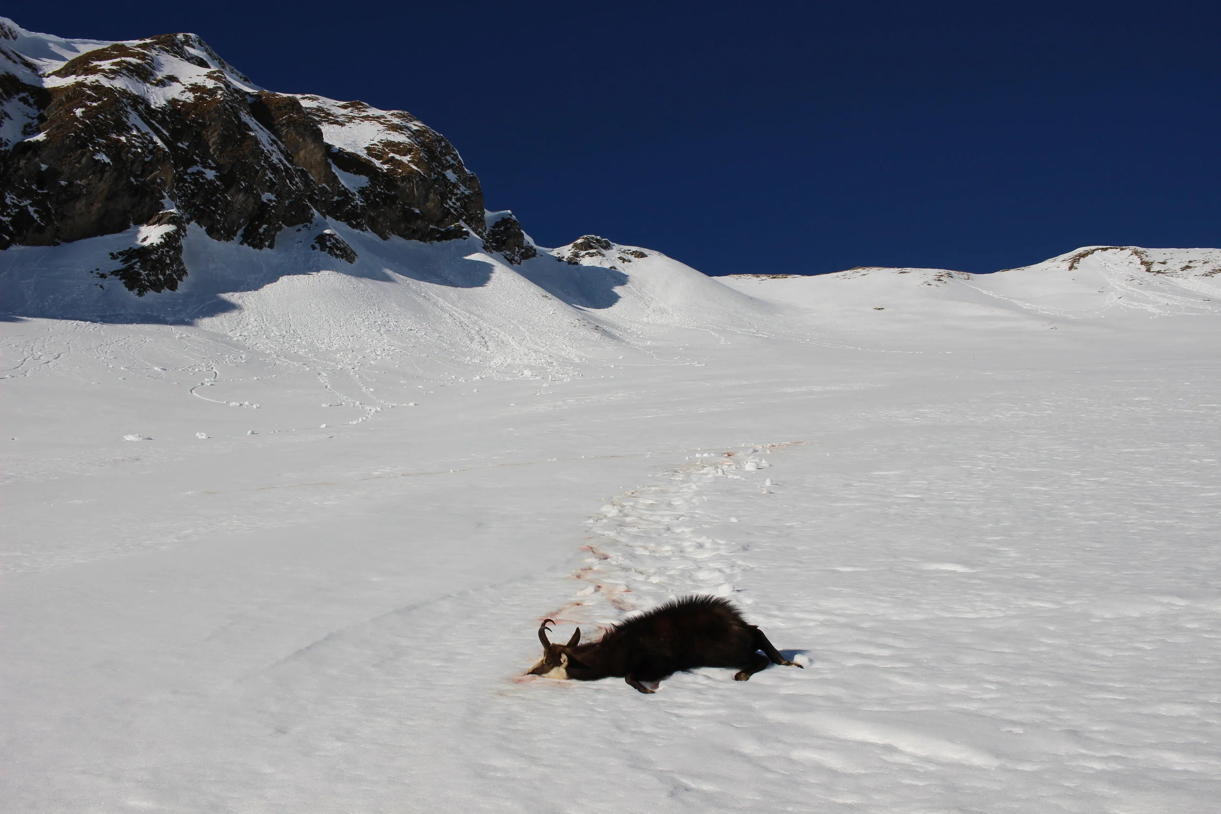 Chasse au chamois dans les Alpes