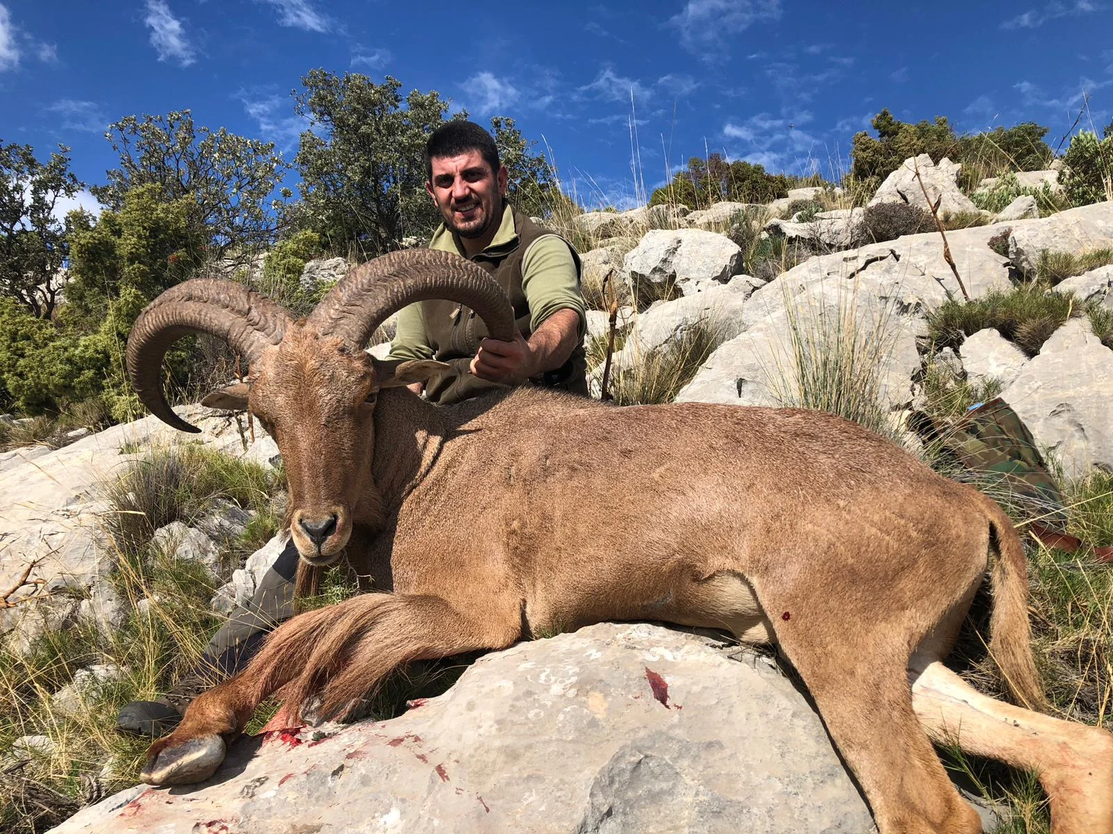 Chasse au mouflon à manchettes