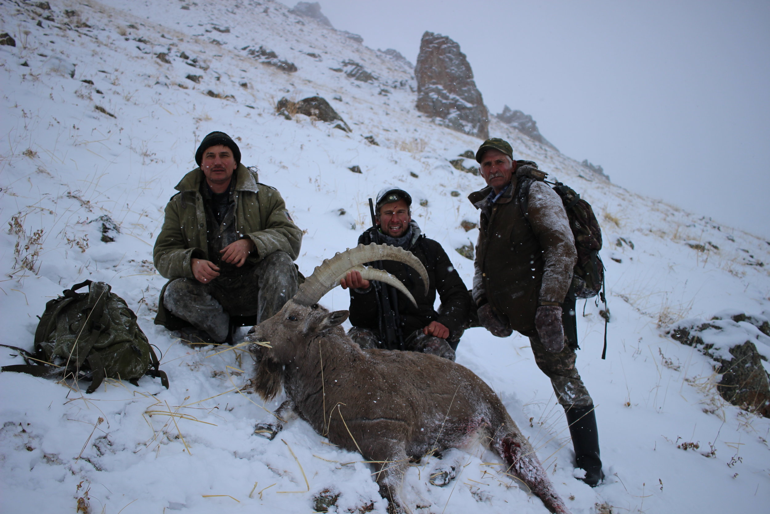 ibex au Kirghizistan