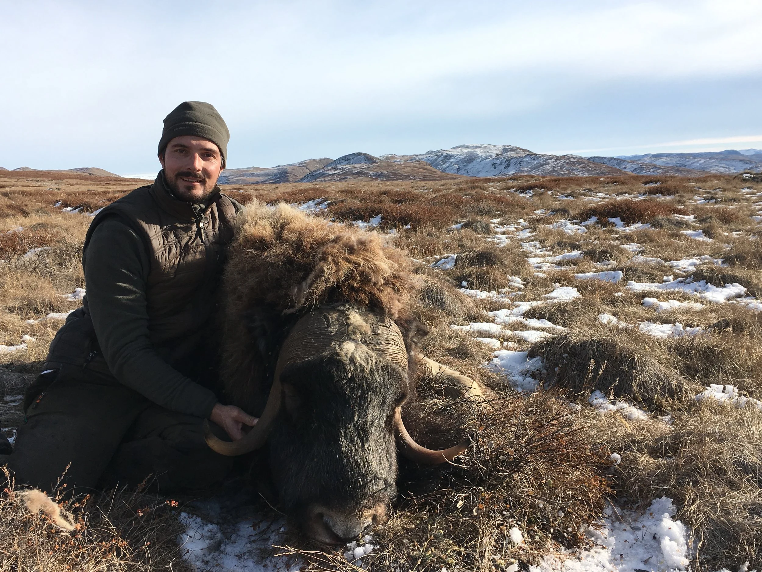 boeuf musqué au Groenland 