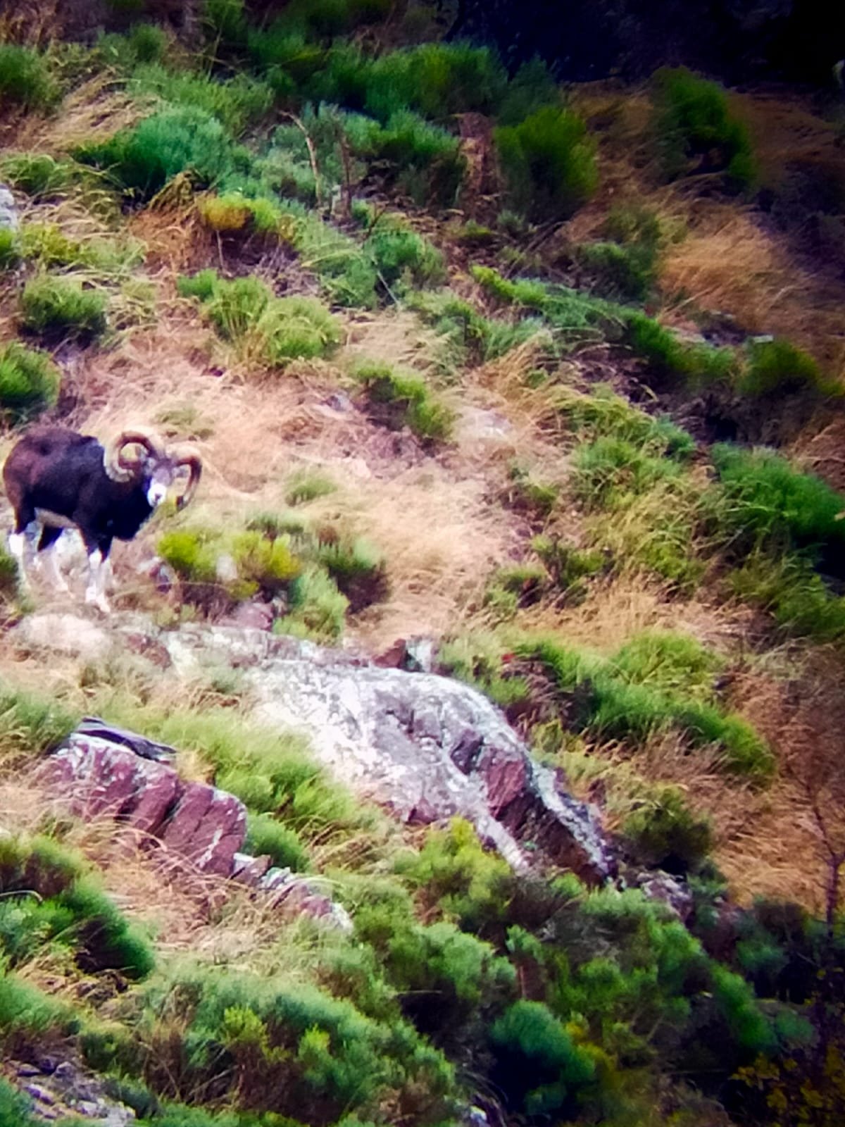 chasse mouflon.jpg