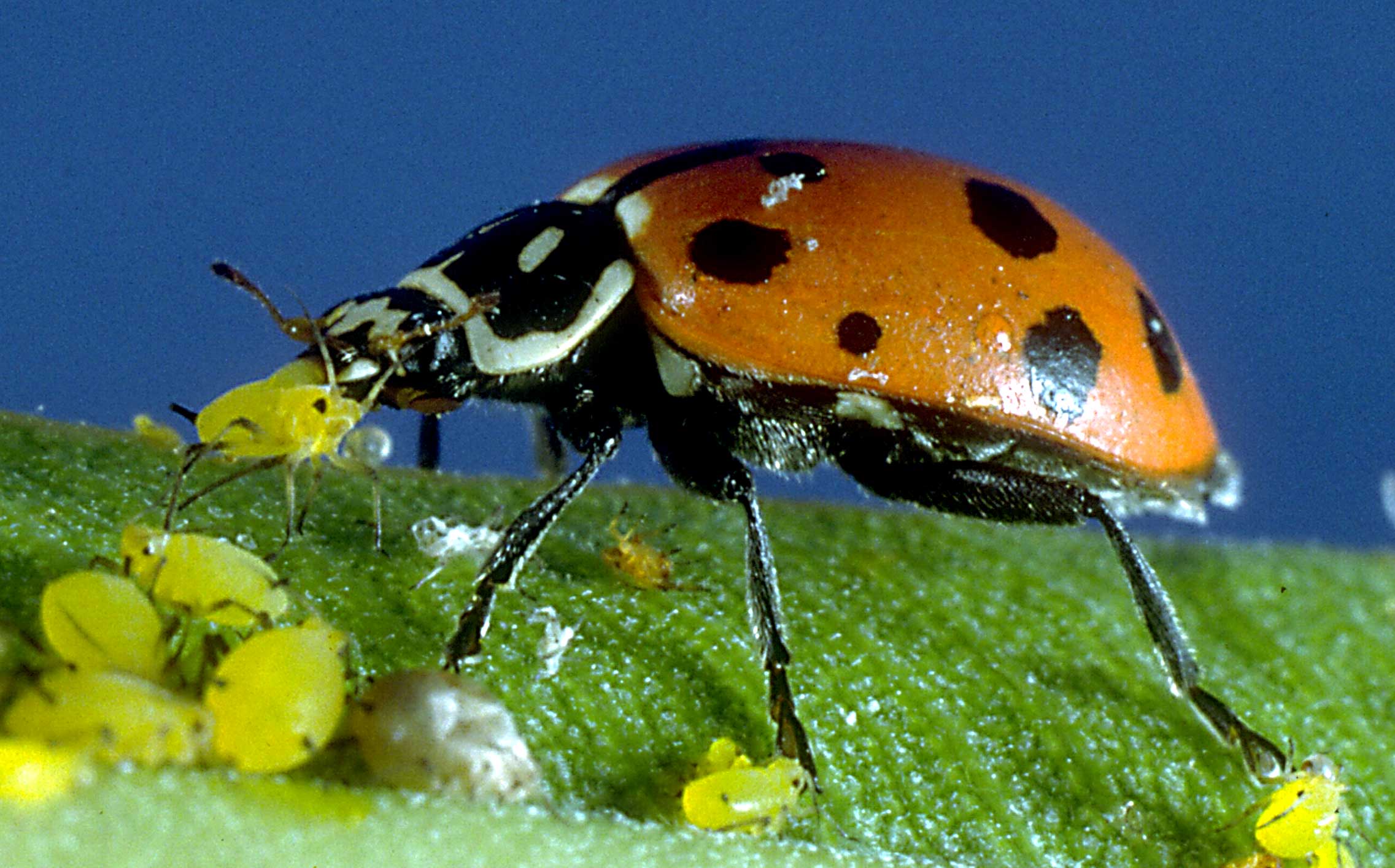 ladybug