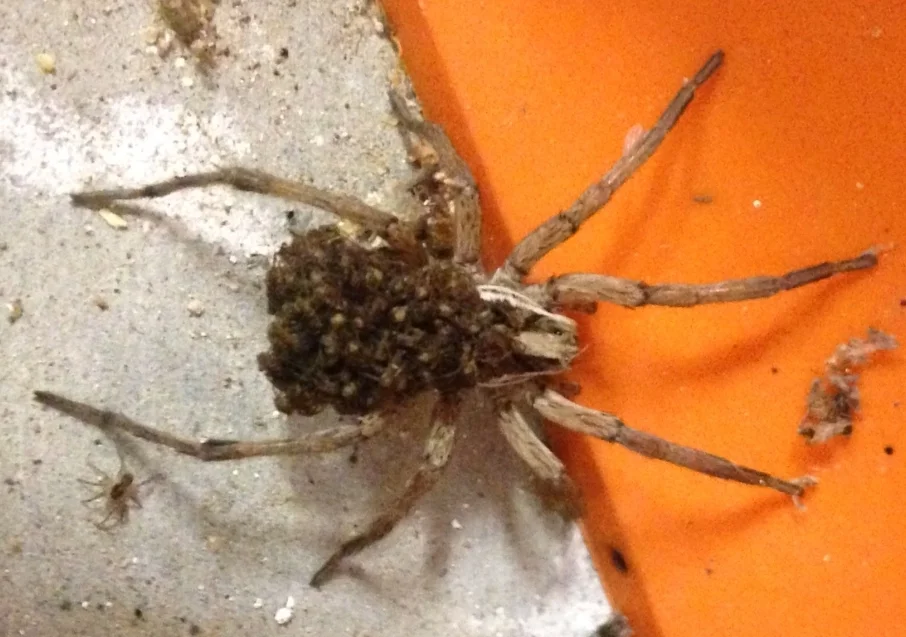 Spider