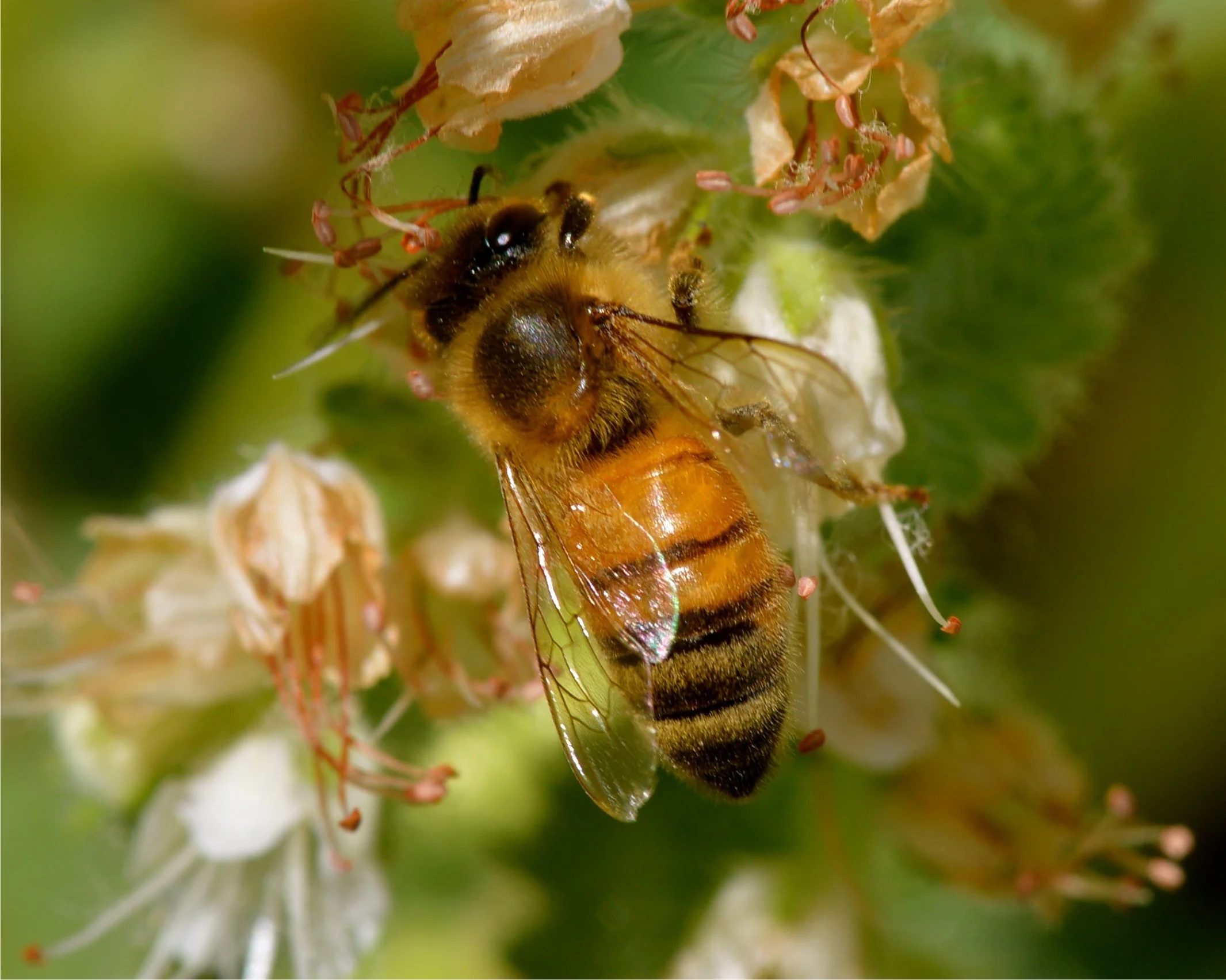 Large Bee.jpg
