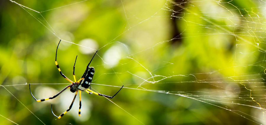 A spider crawling on a web