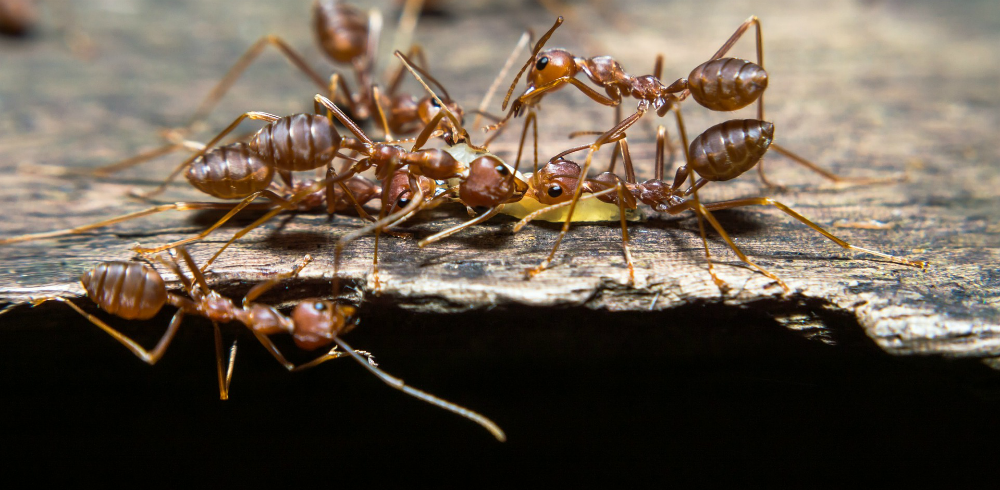 ants climbing and eating