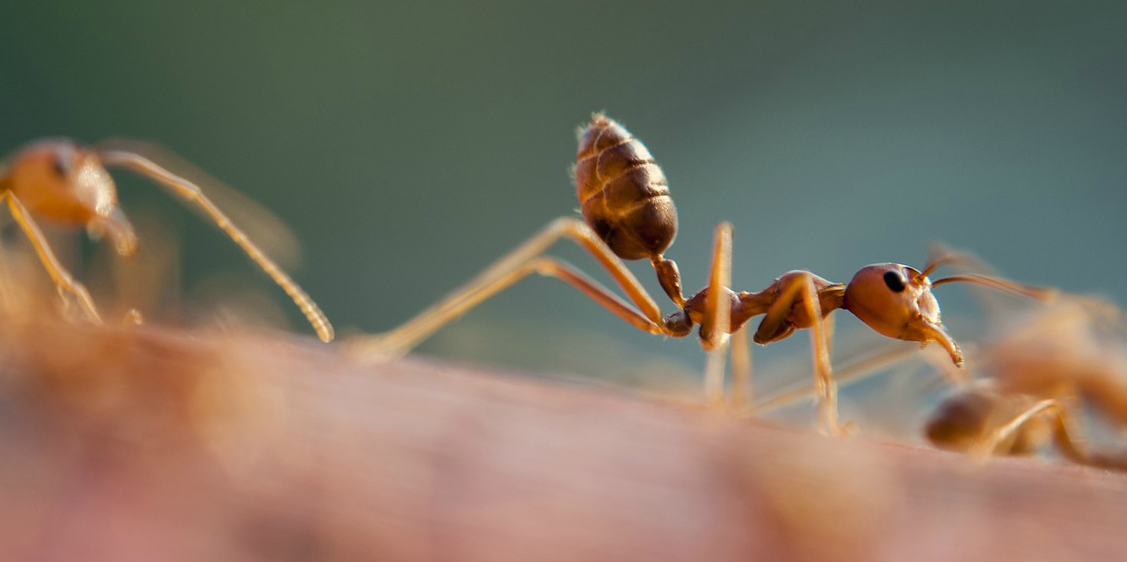 ants