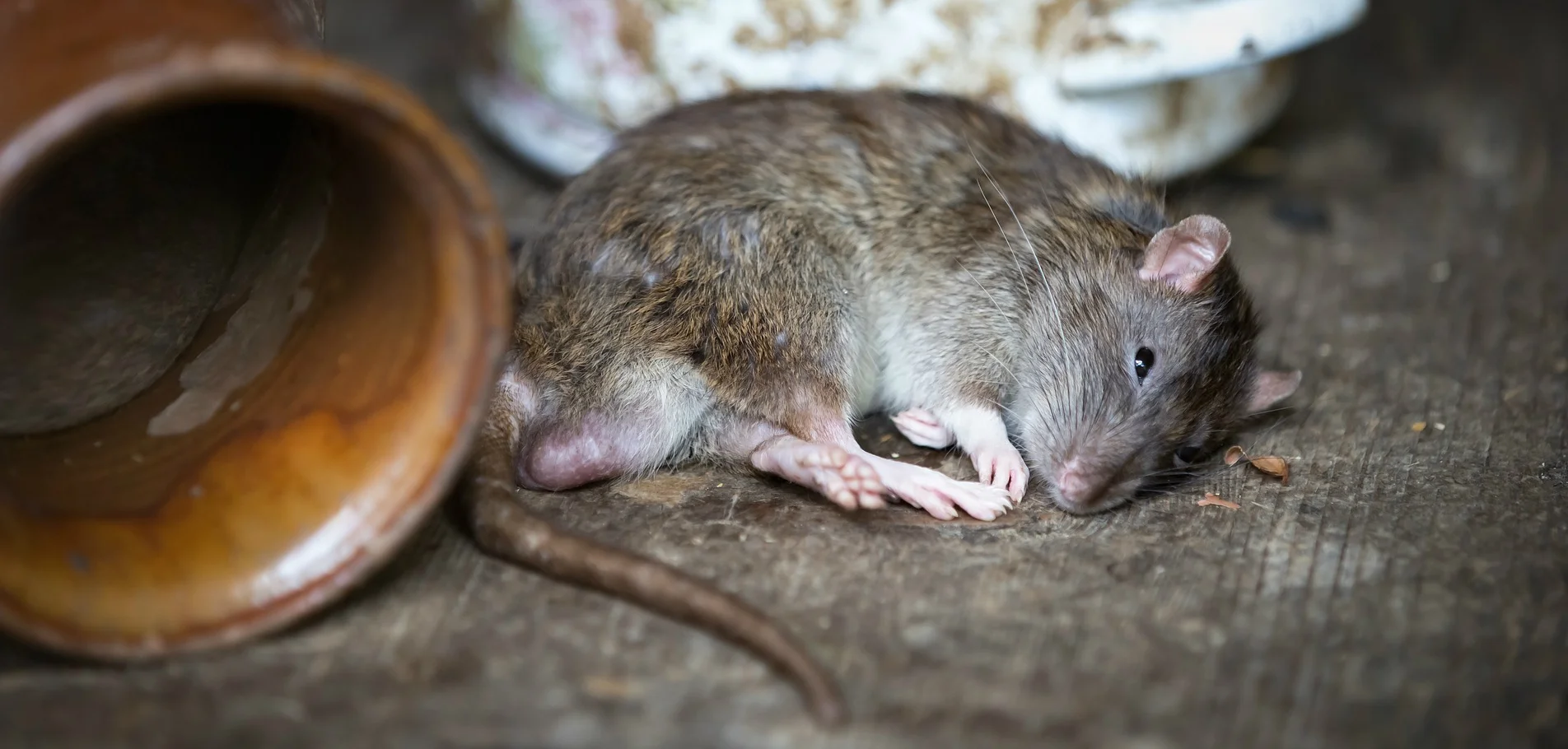 rat