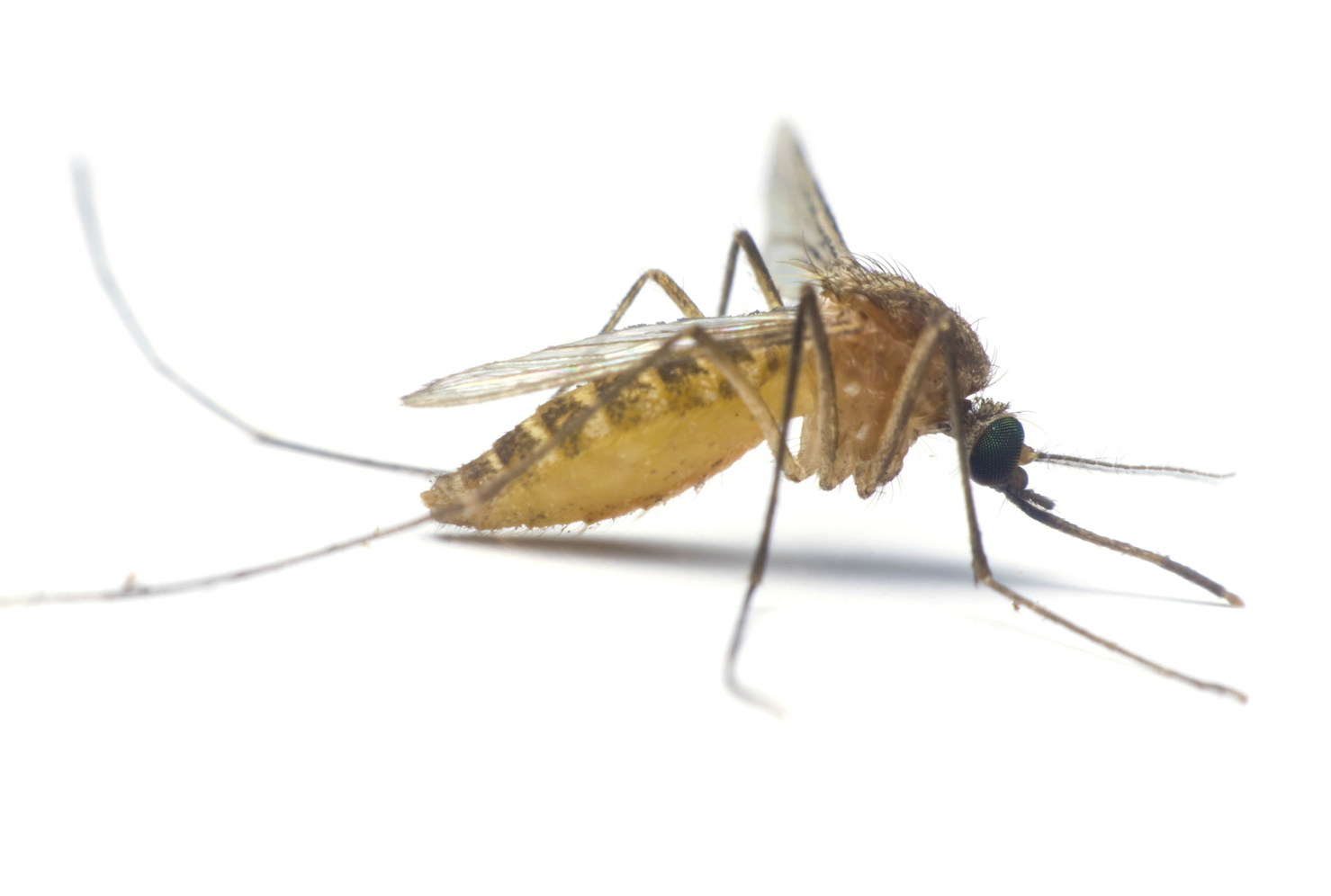 mosquito