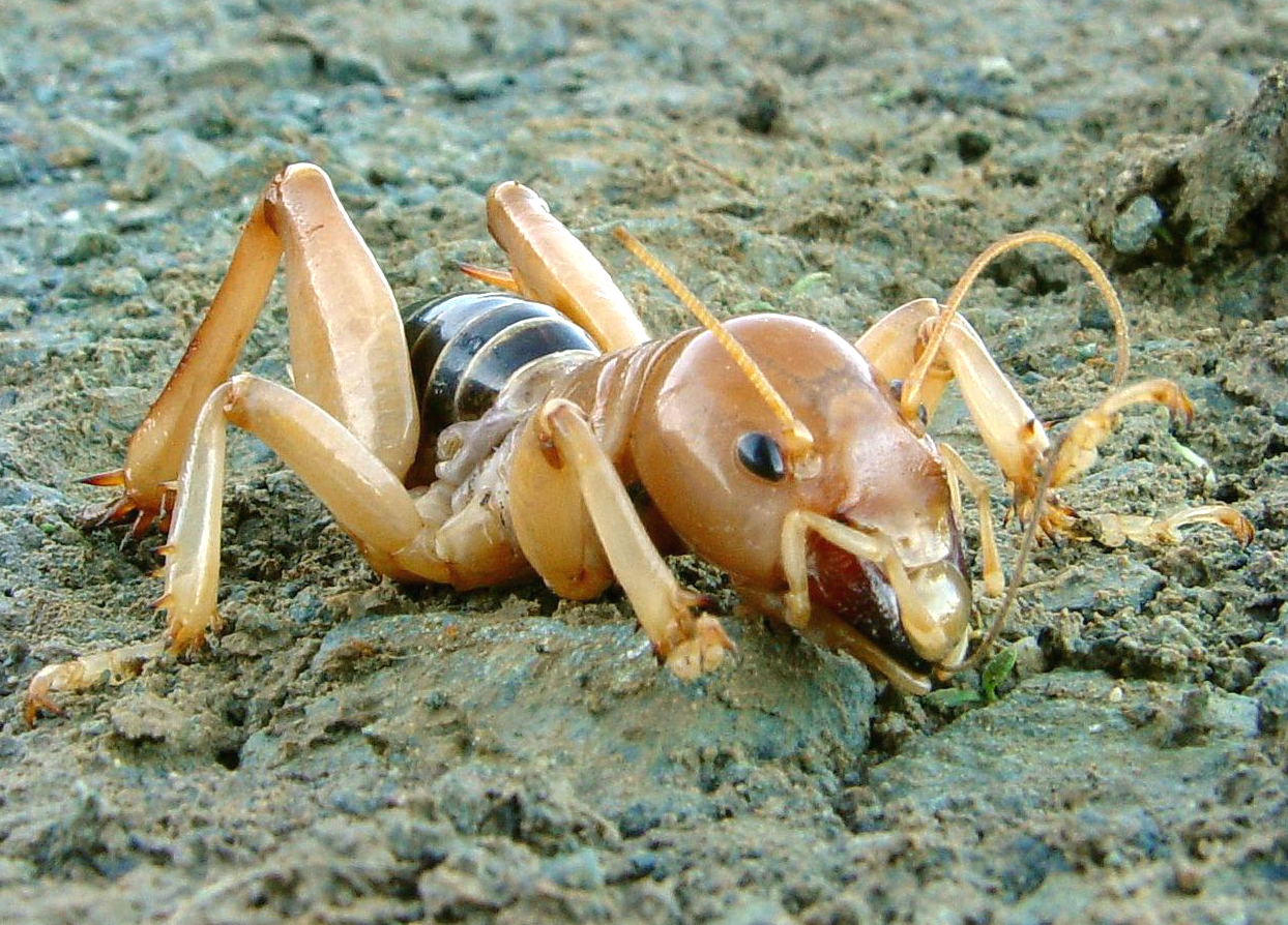 Jerusalem Cricket