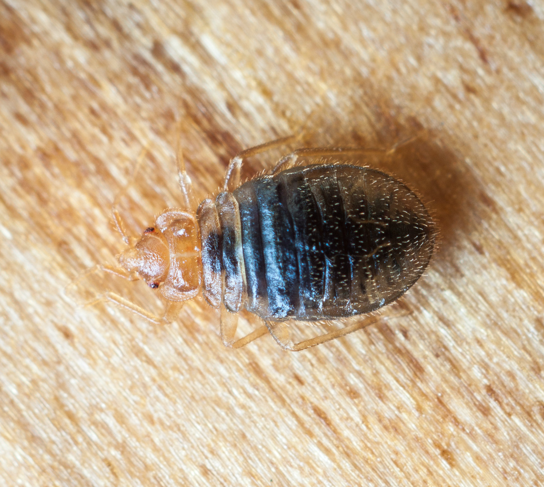bed bug in home