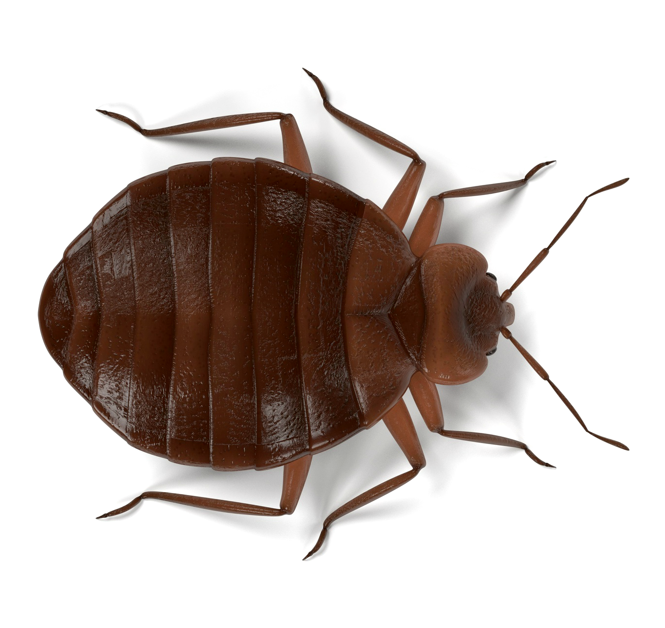 Bed Bug Inspection Extermination Big Time Pest Control