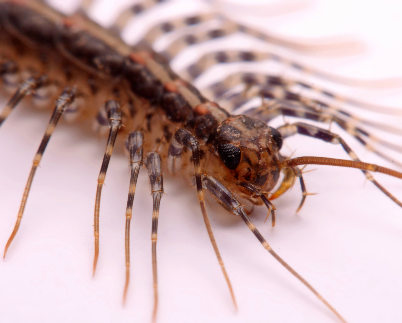 centipede
