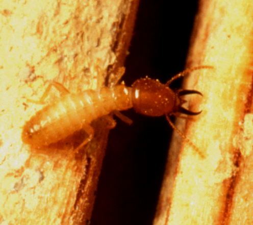Formosan subterranean termite