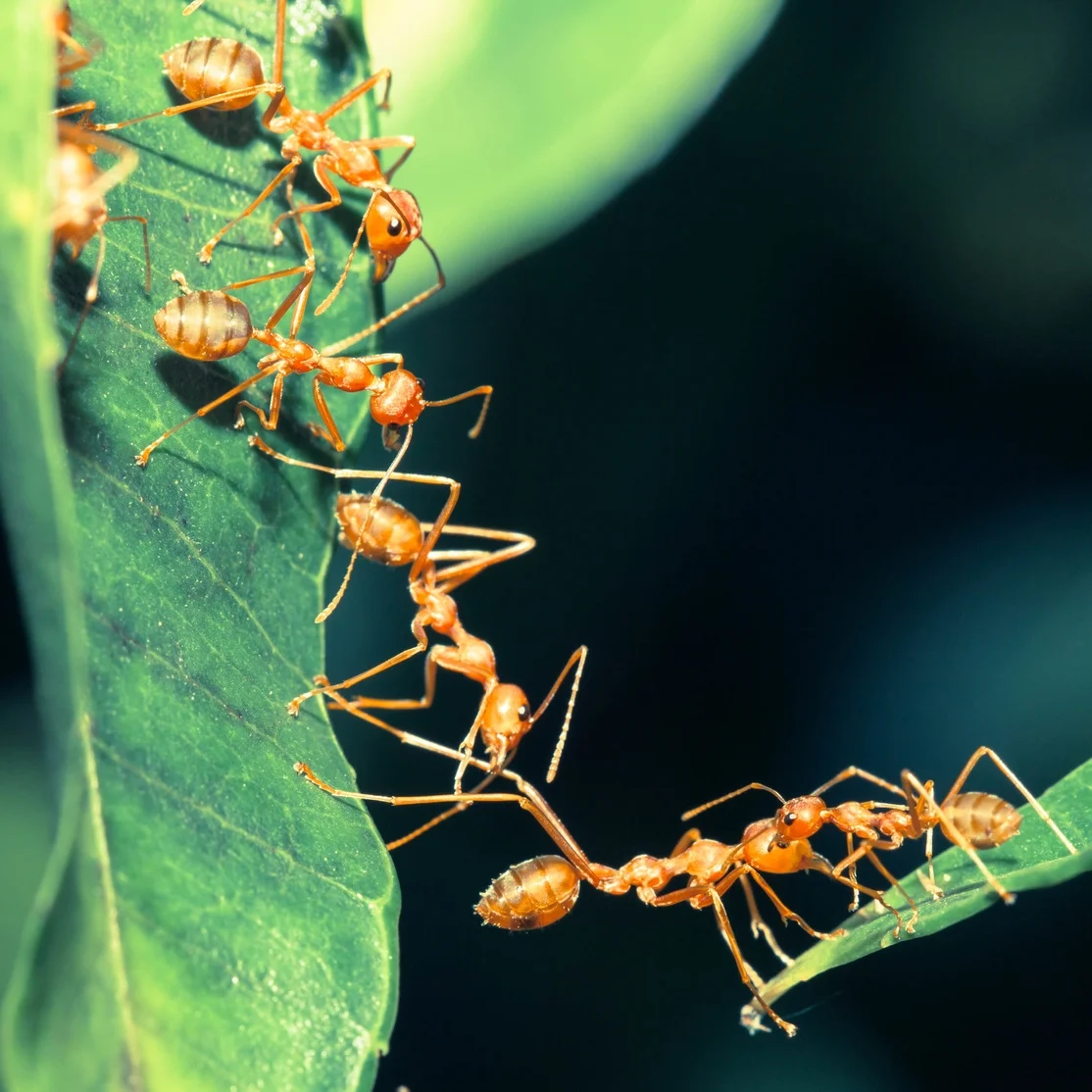 ants on leaves