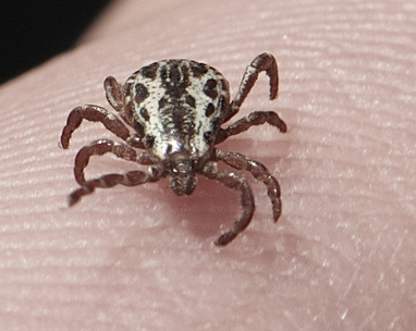 a tick on a finger