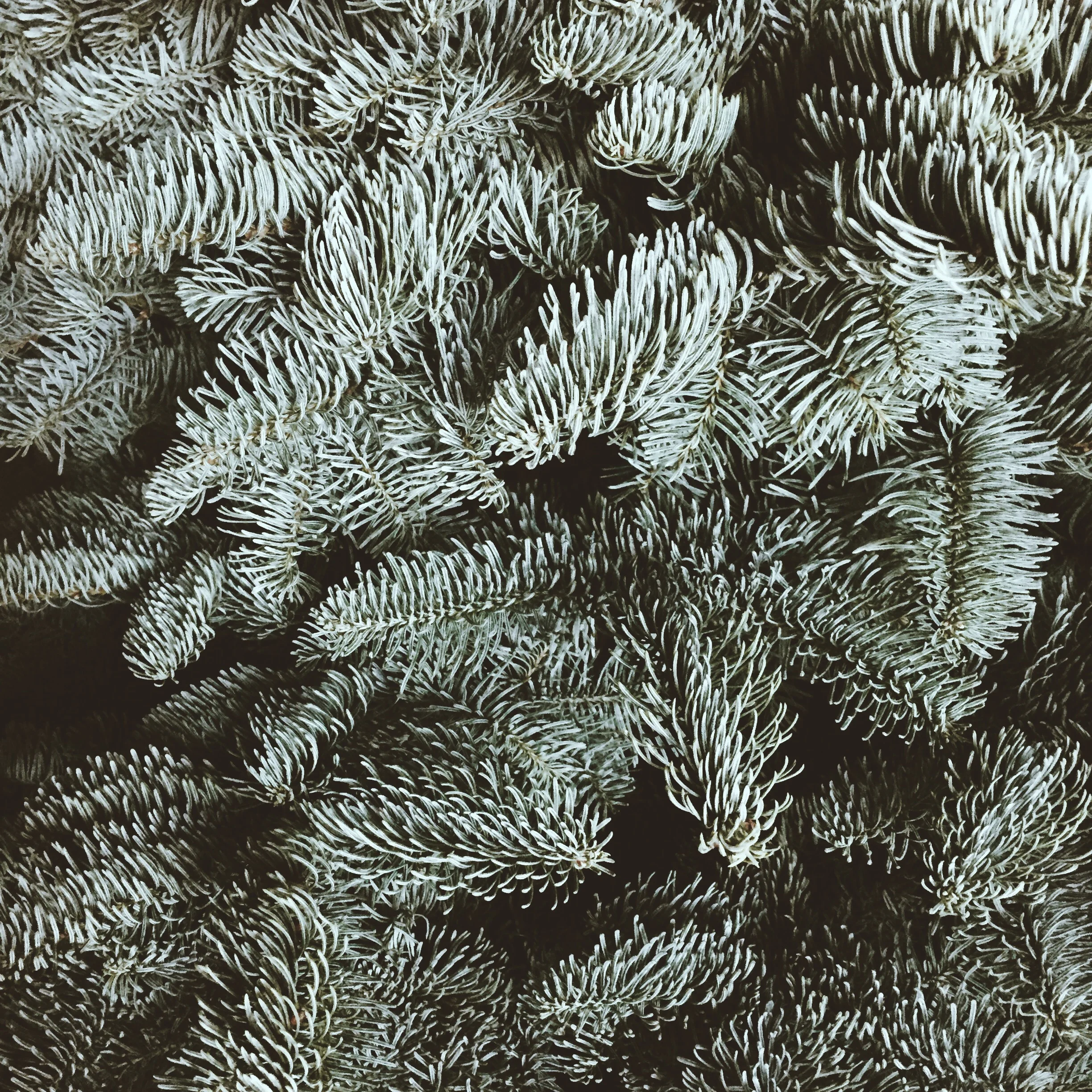 tree.jpg